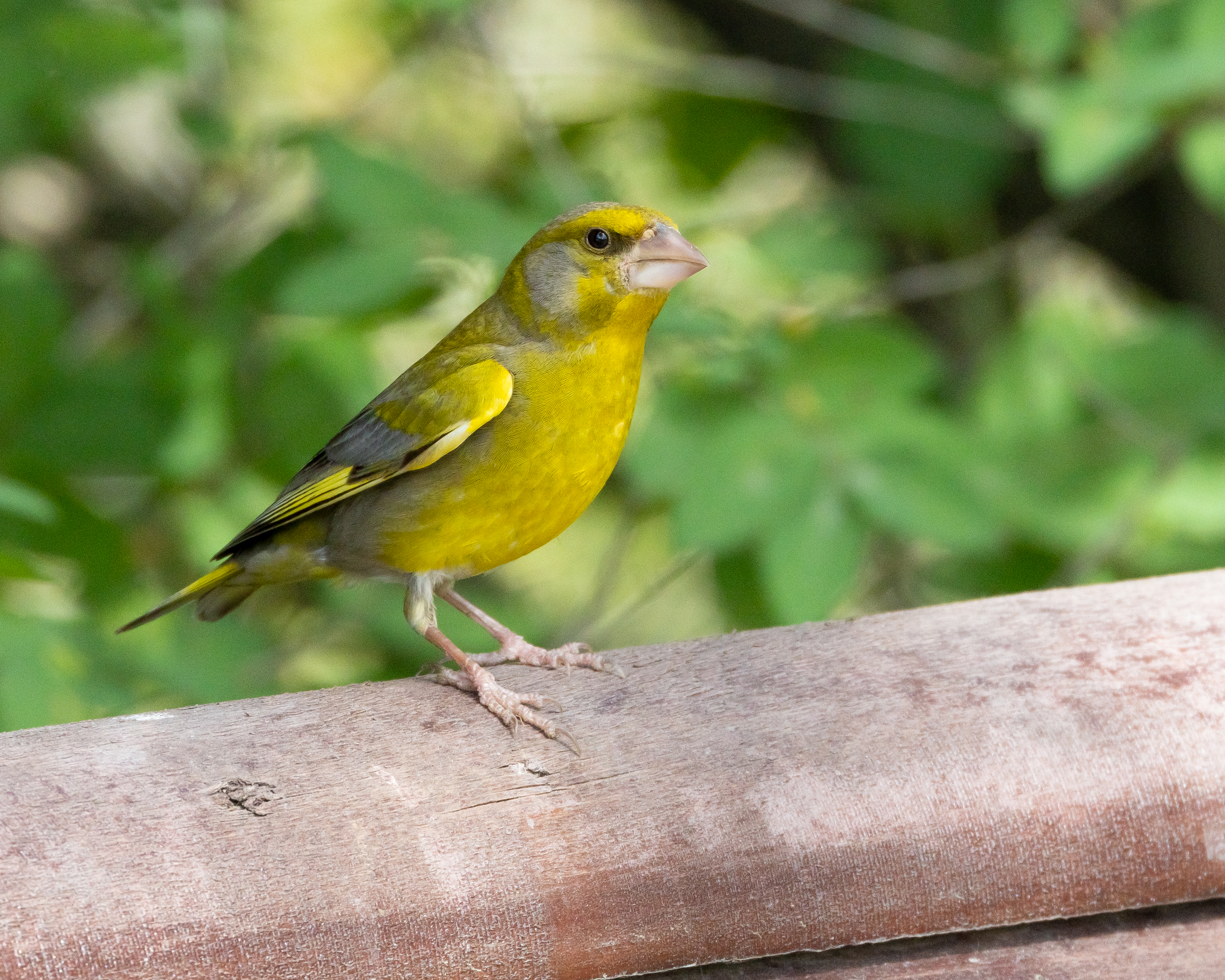 European Greenfinch