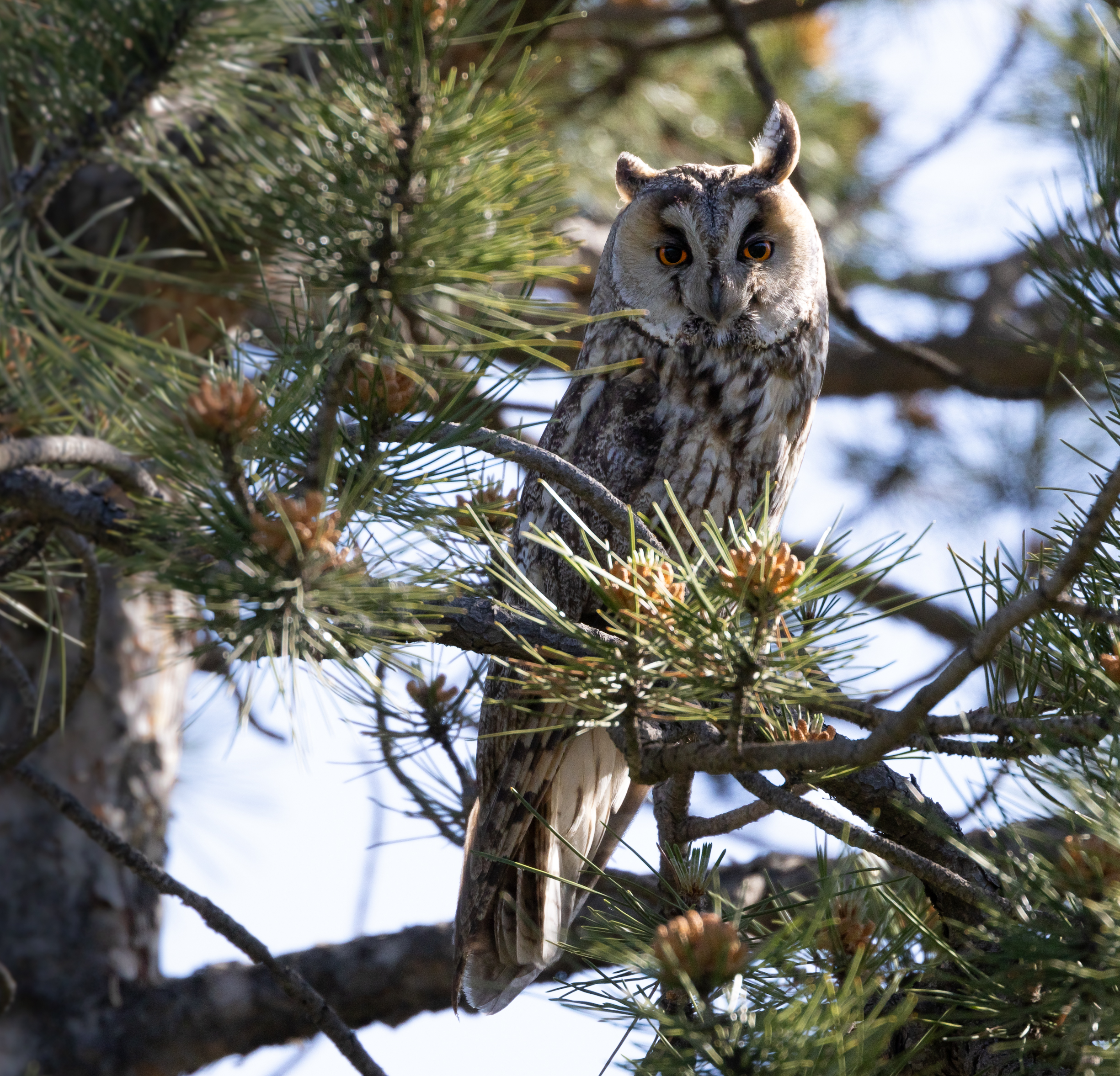 Long-eared Owl