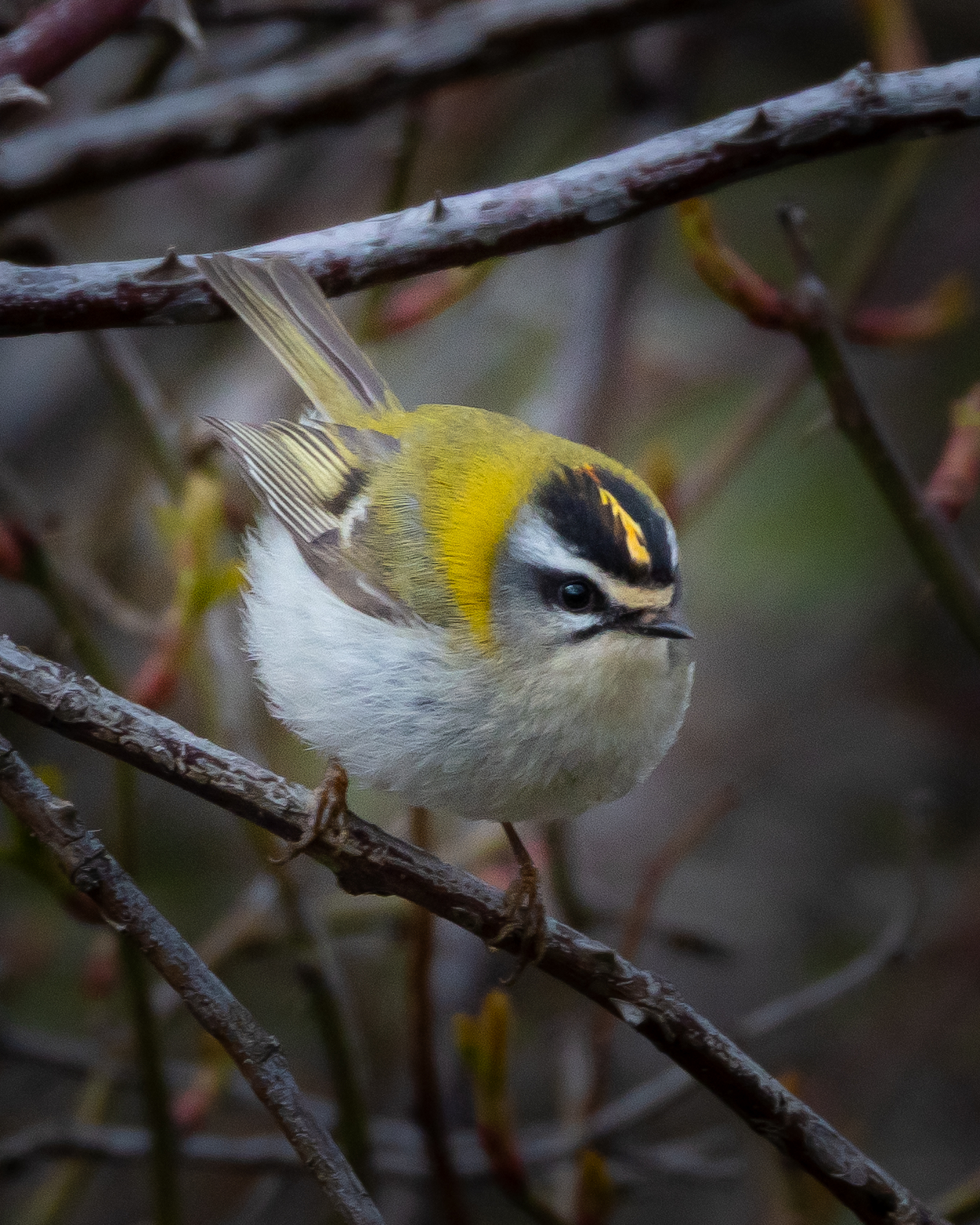 Common Firecrest