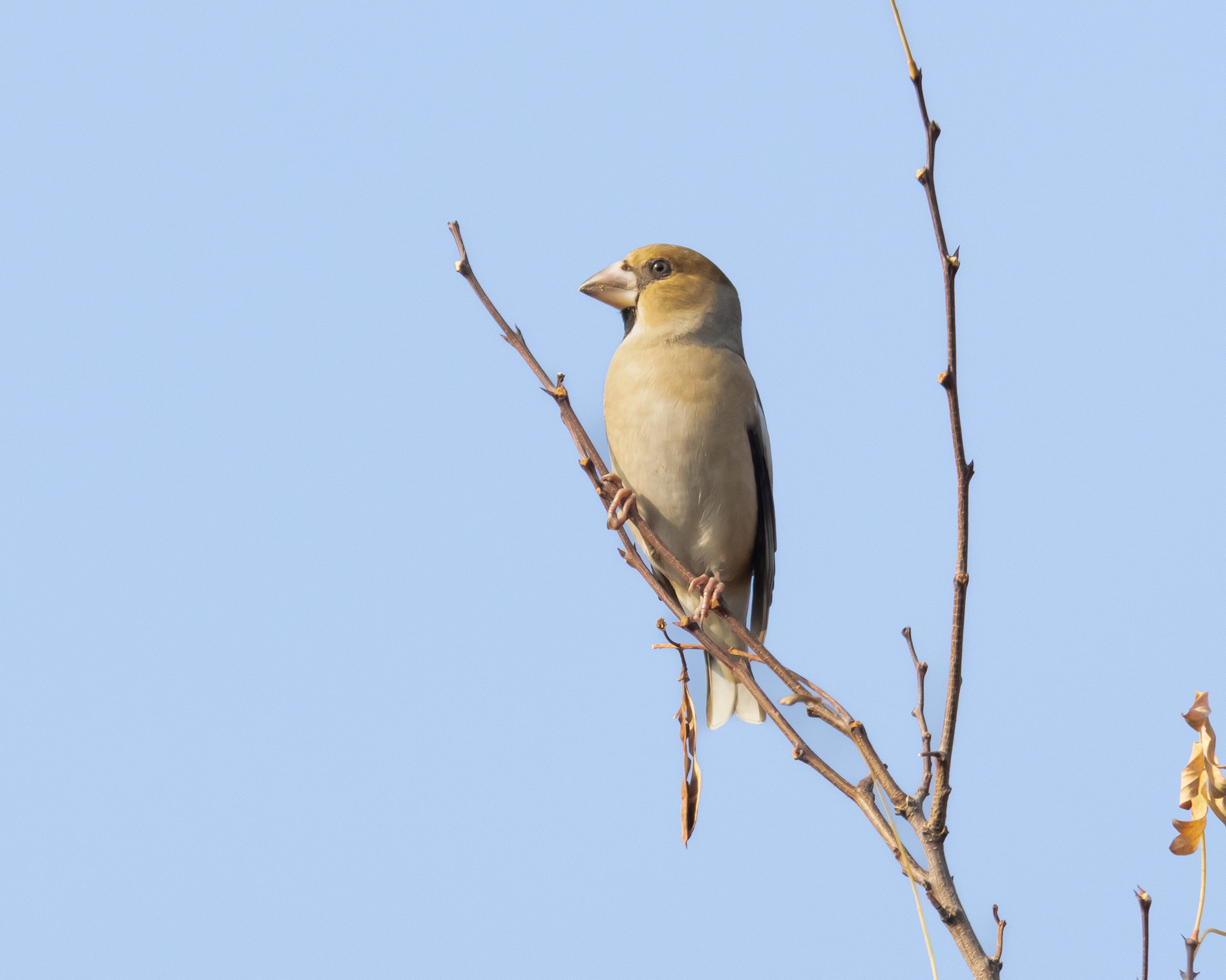 Hawfinch