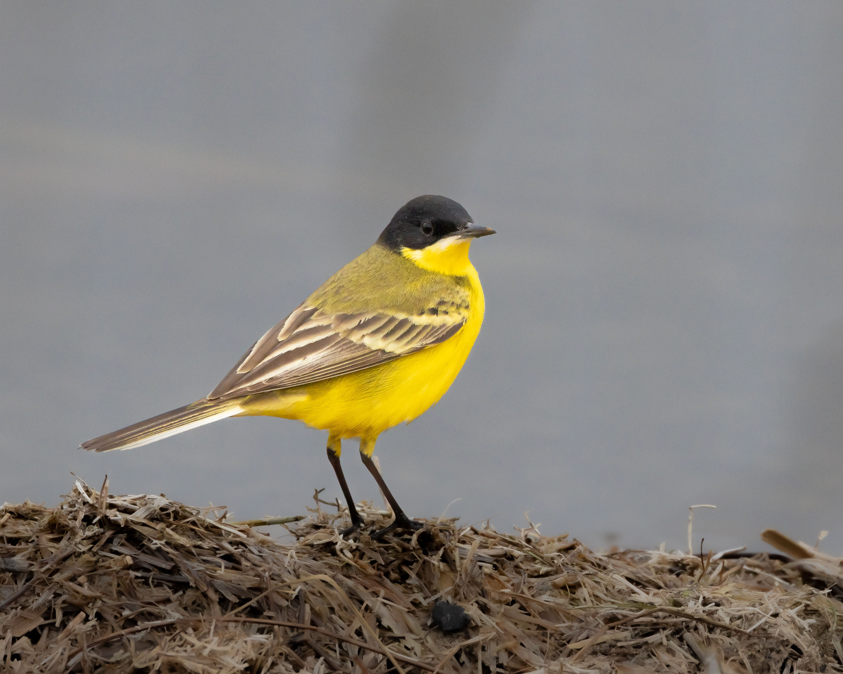 Western Yellow Wagtail