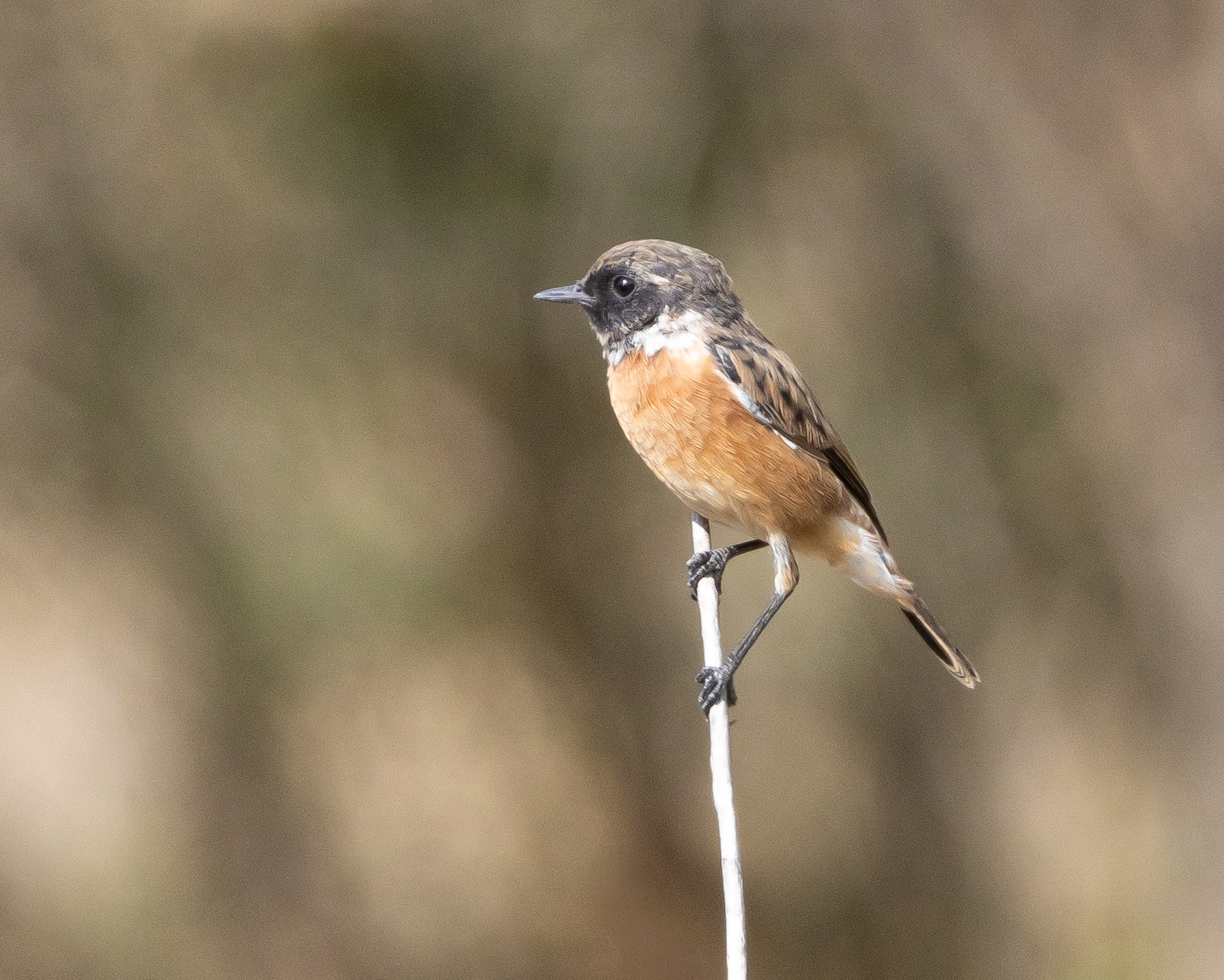 European Stonechat