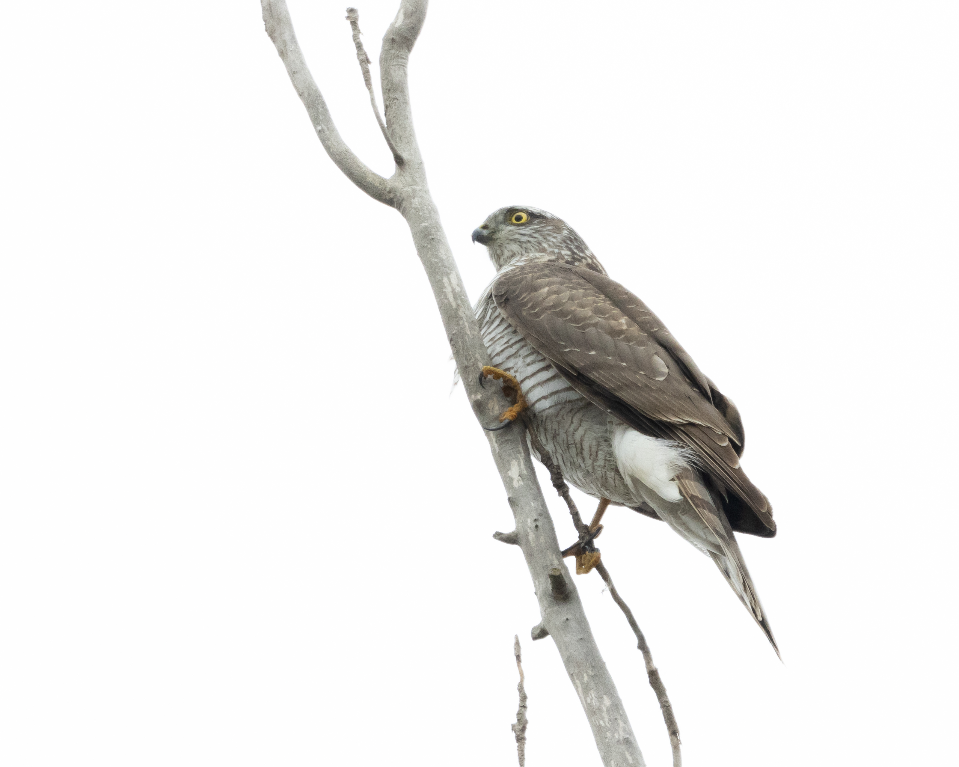 Eurasian Sparrowhawk