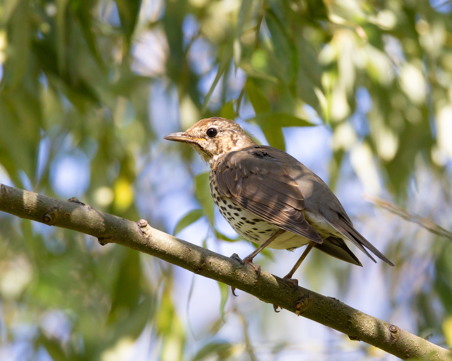 Song Thrush