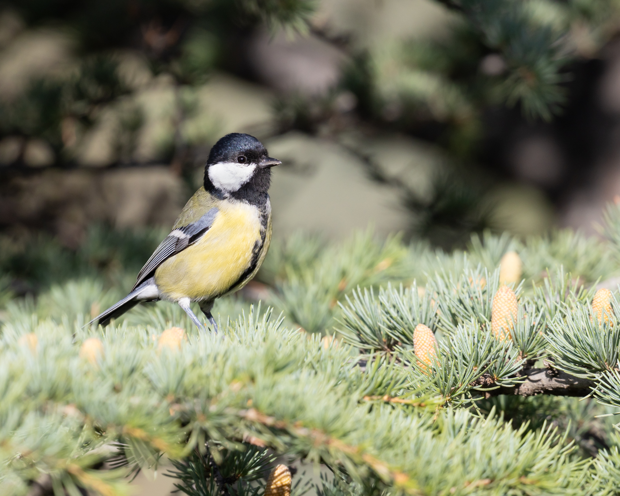 Great Tit