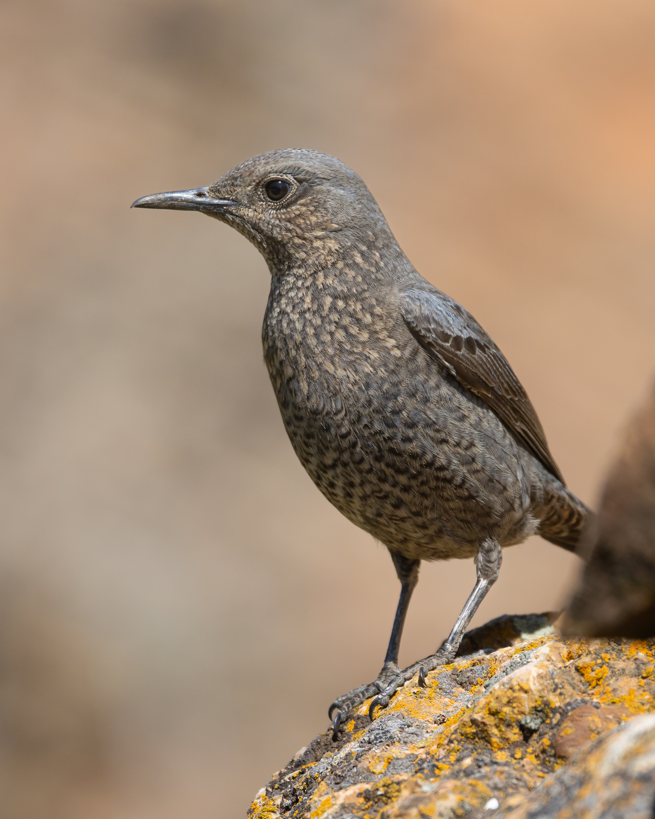 Blue Rock-Thrush