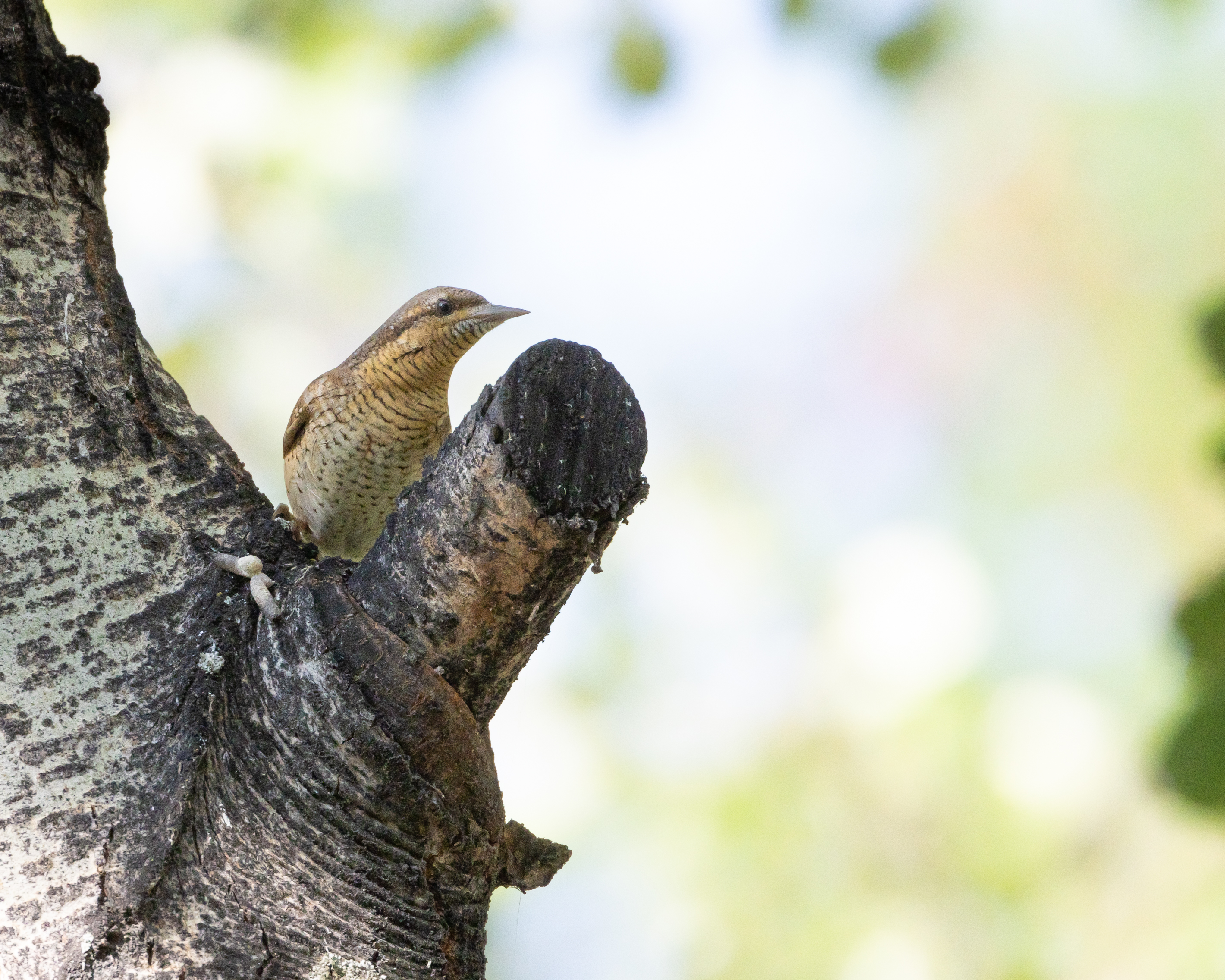 Eurasian Wryneck