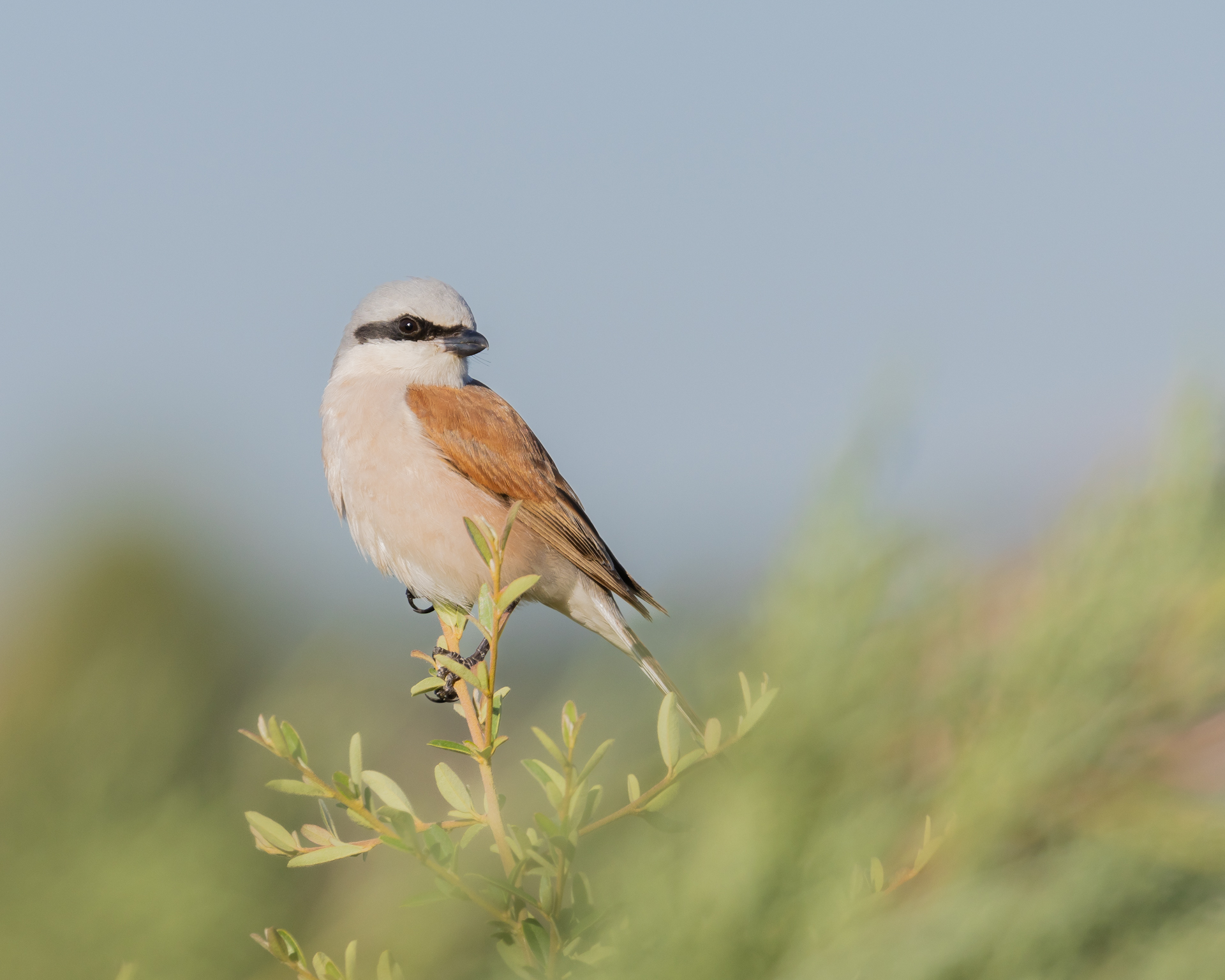 Red-backed Shrike