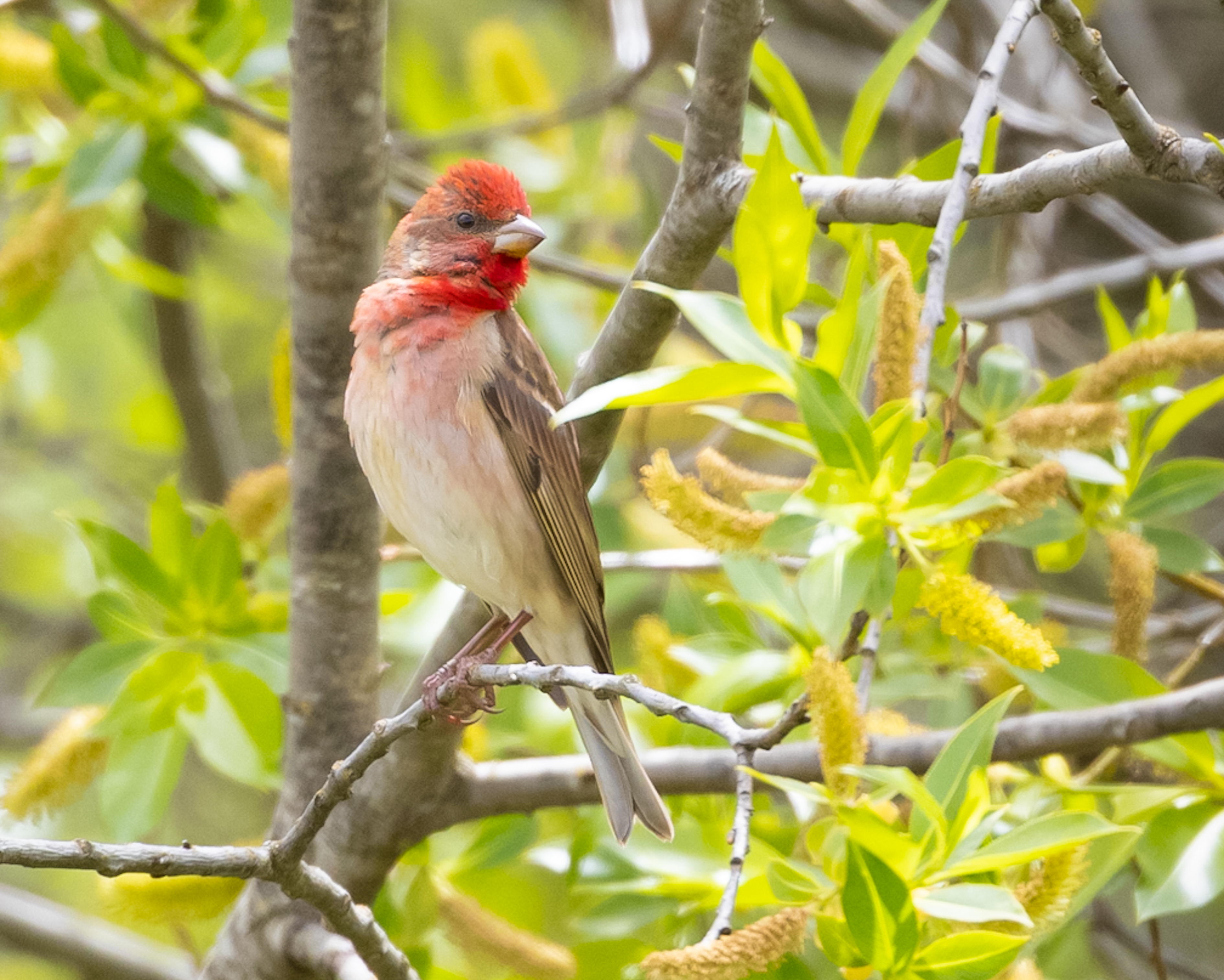 Common Rosefinch