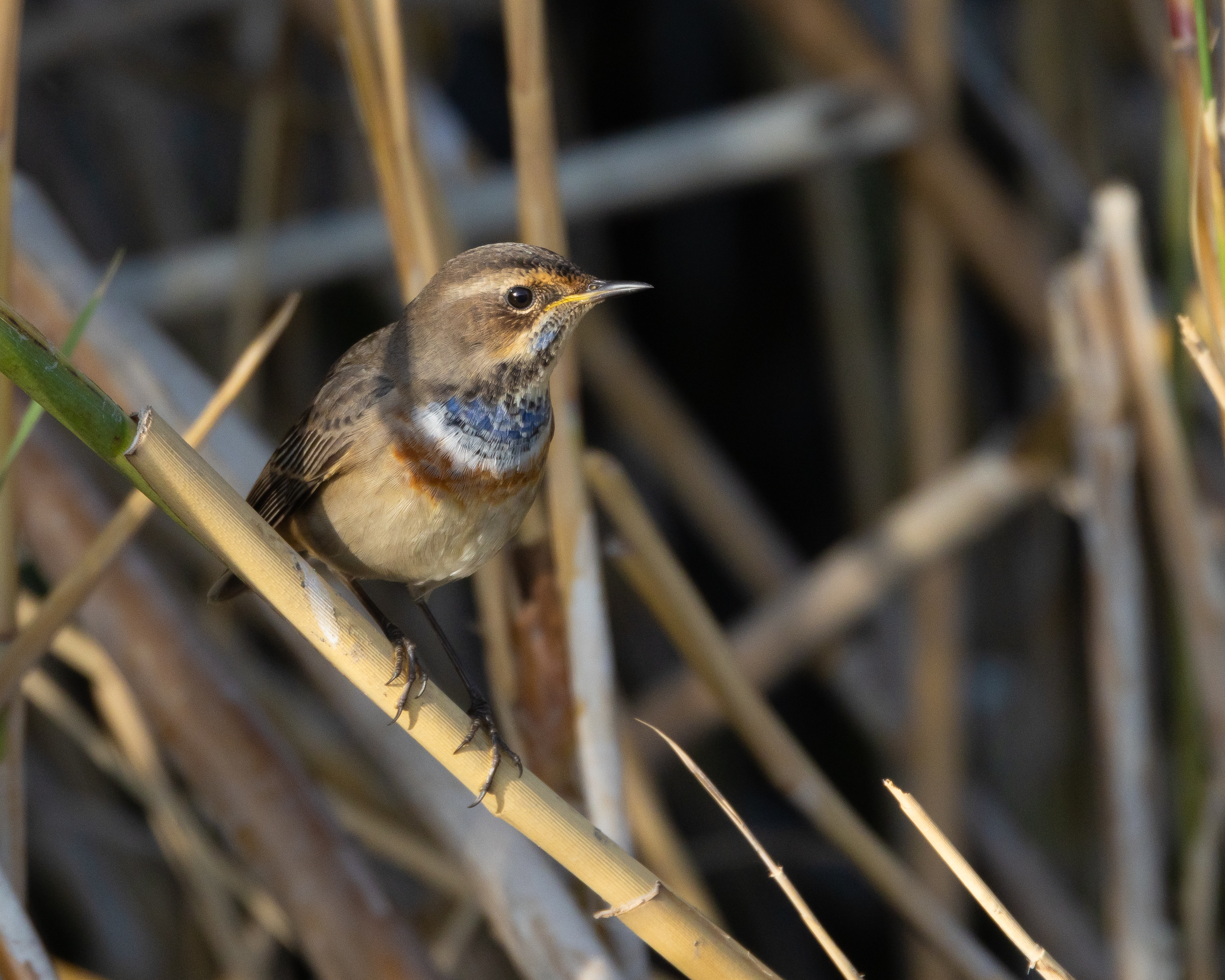 Bluethroat