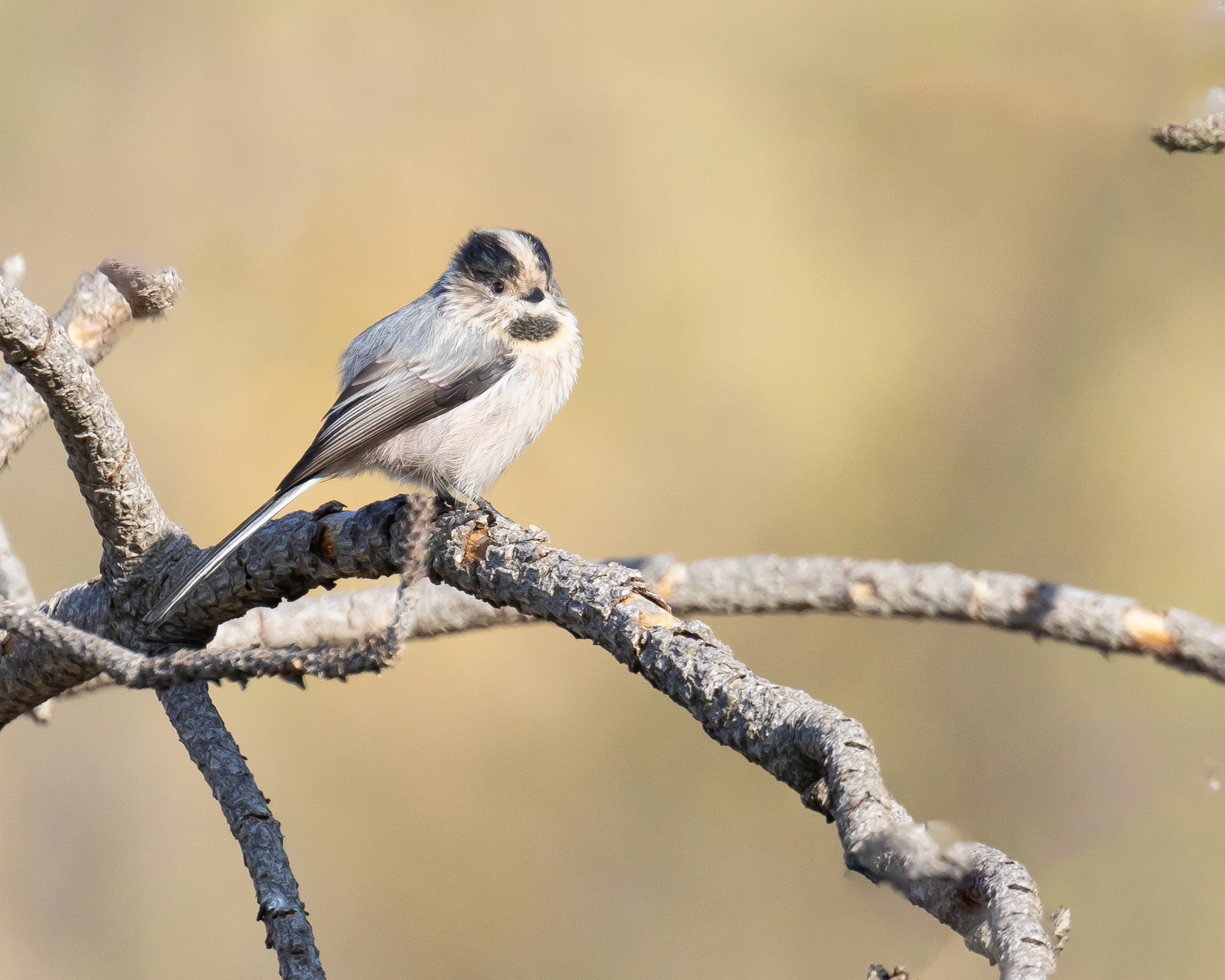 Long-tailed Tit