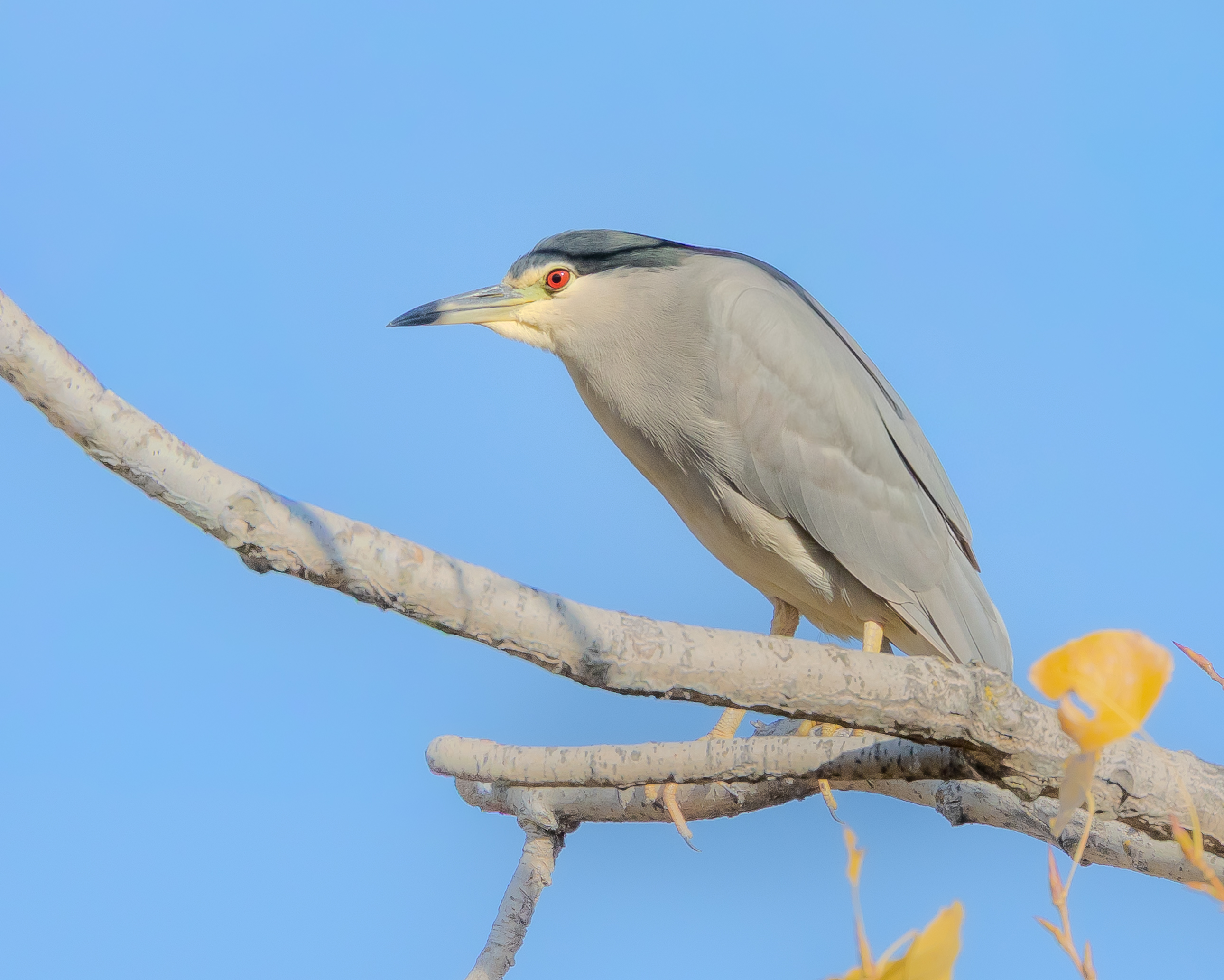 Black-crowned Night-Heron