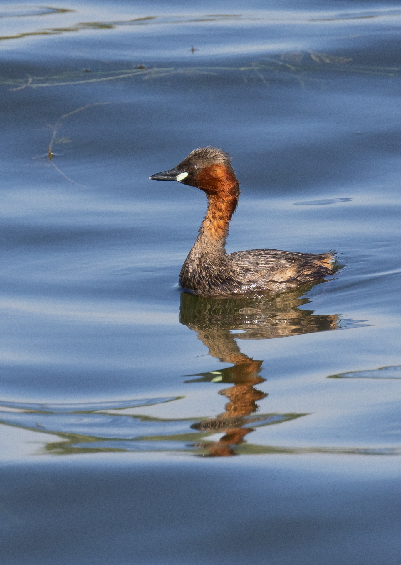 Little Grebe