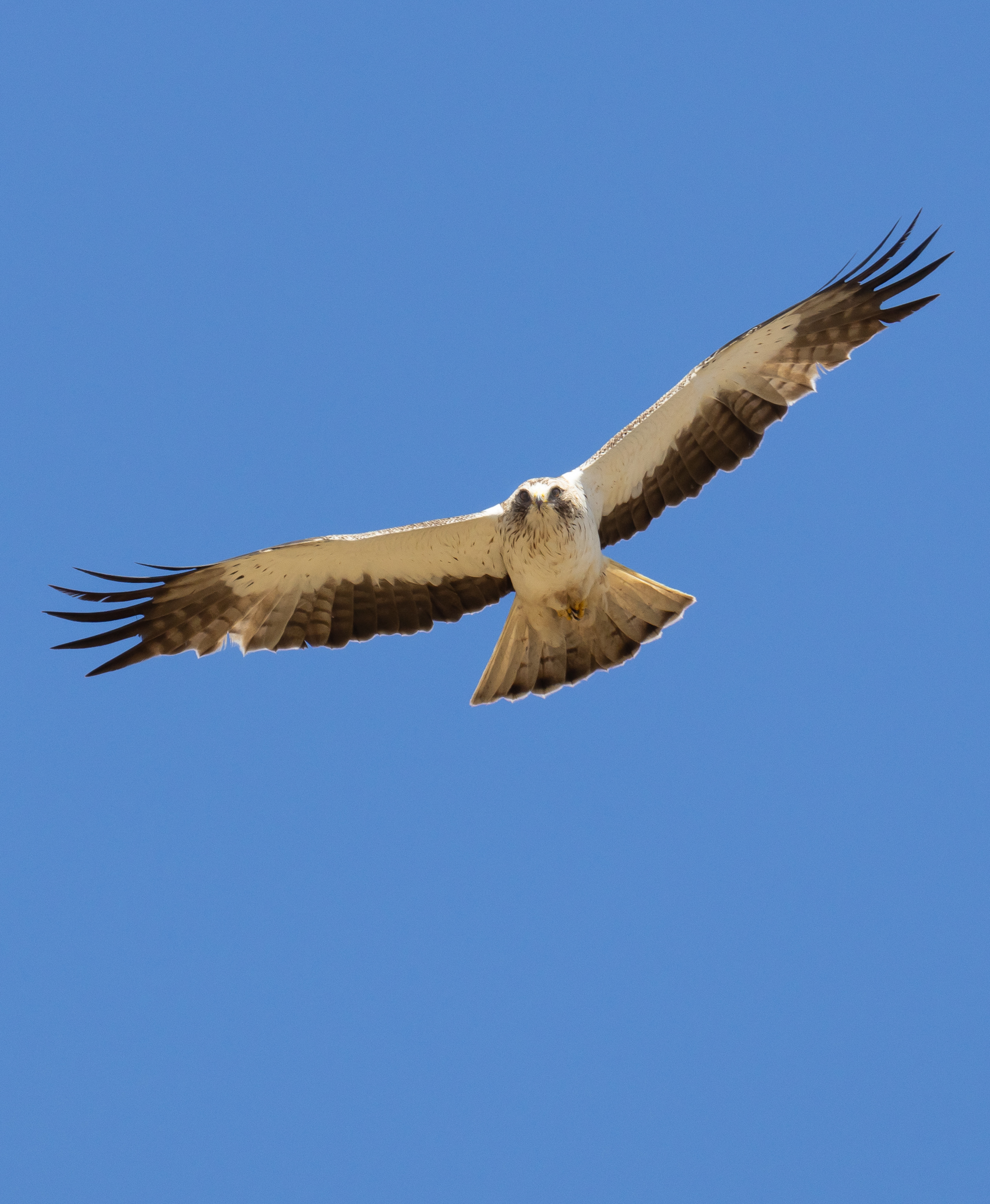 Booted Eagle