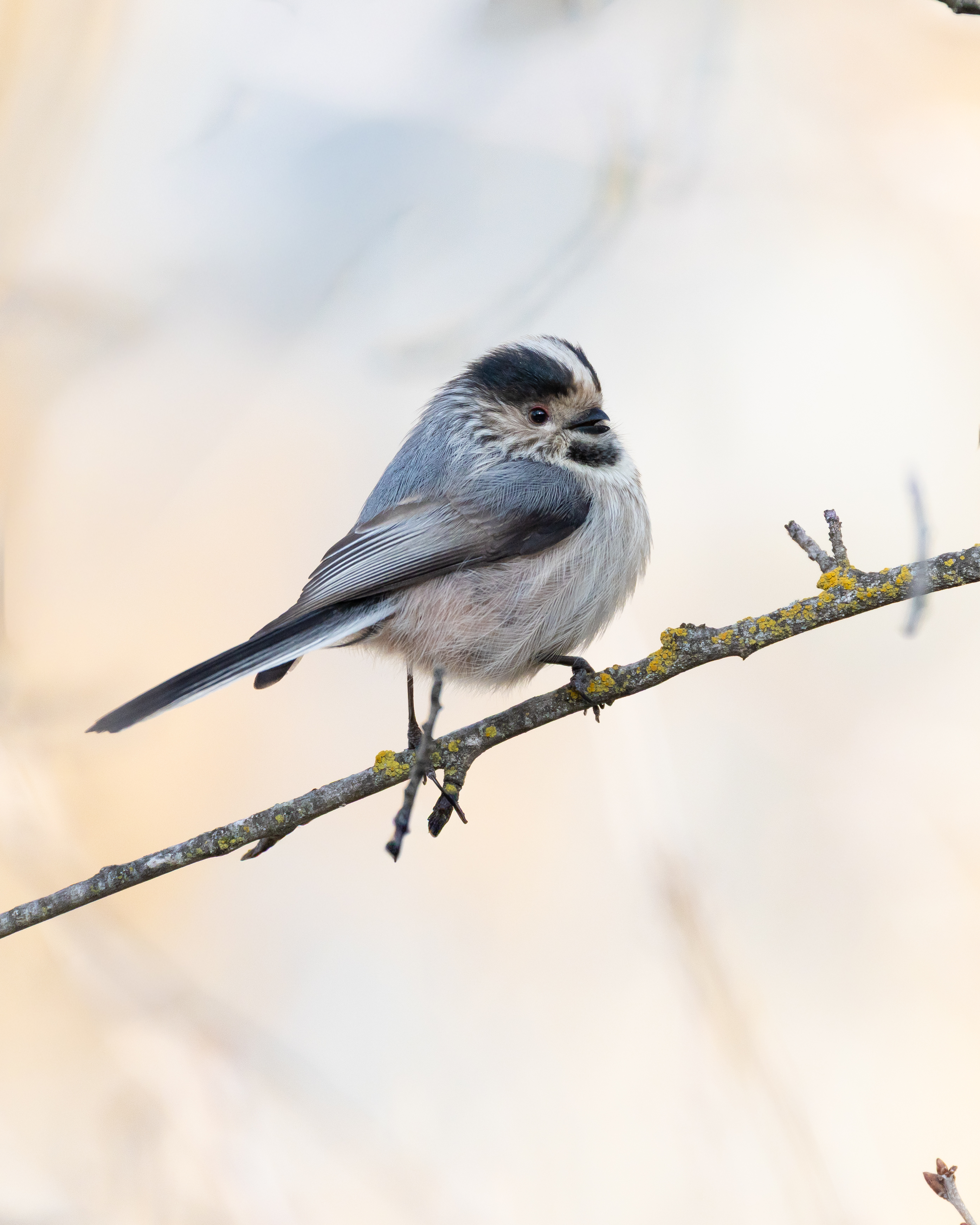 Long-tailed Tit