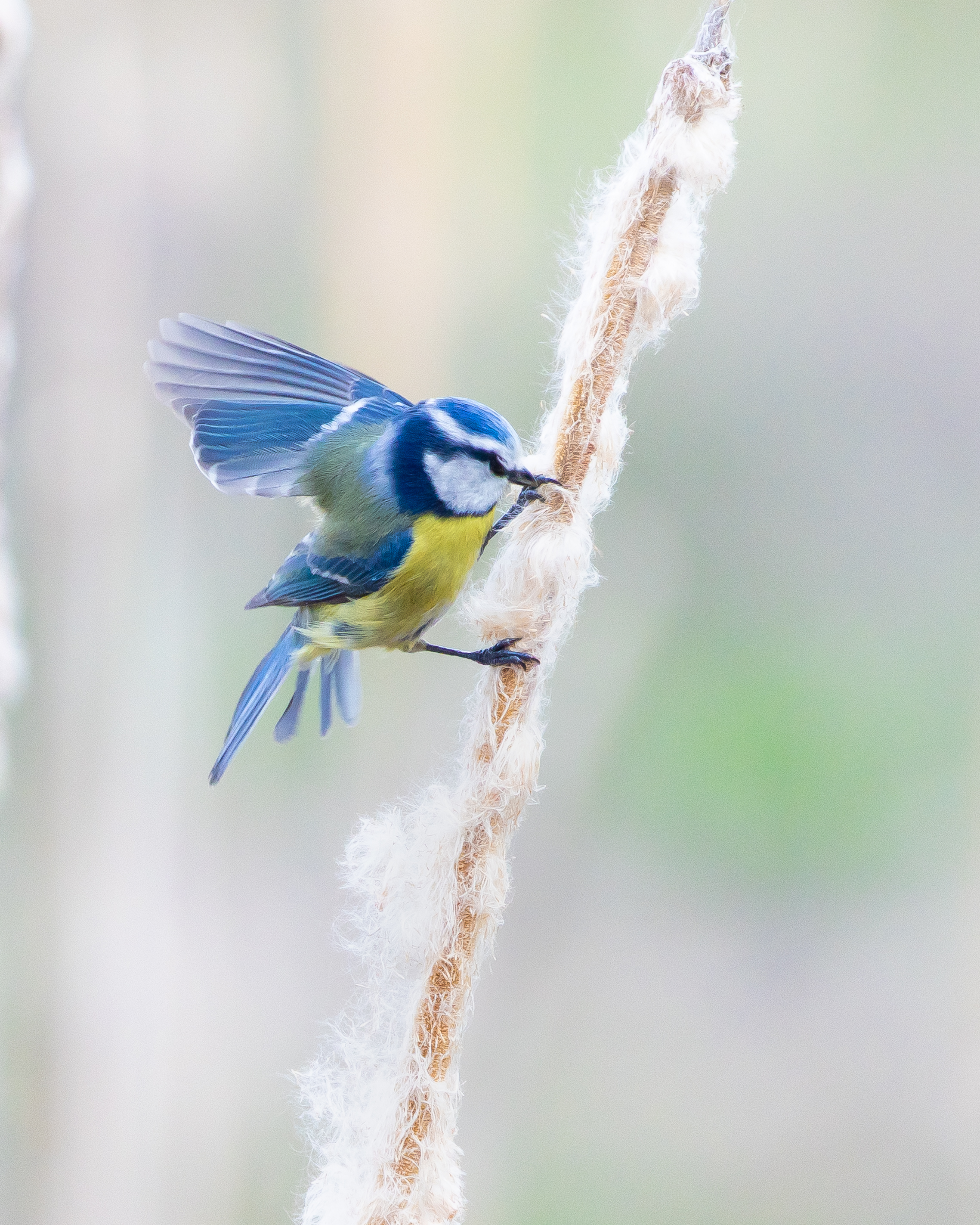 Eurasian Blue Tit