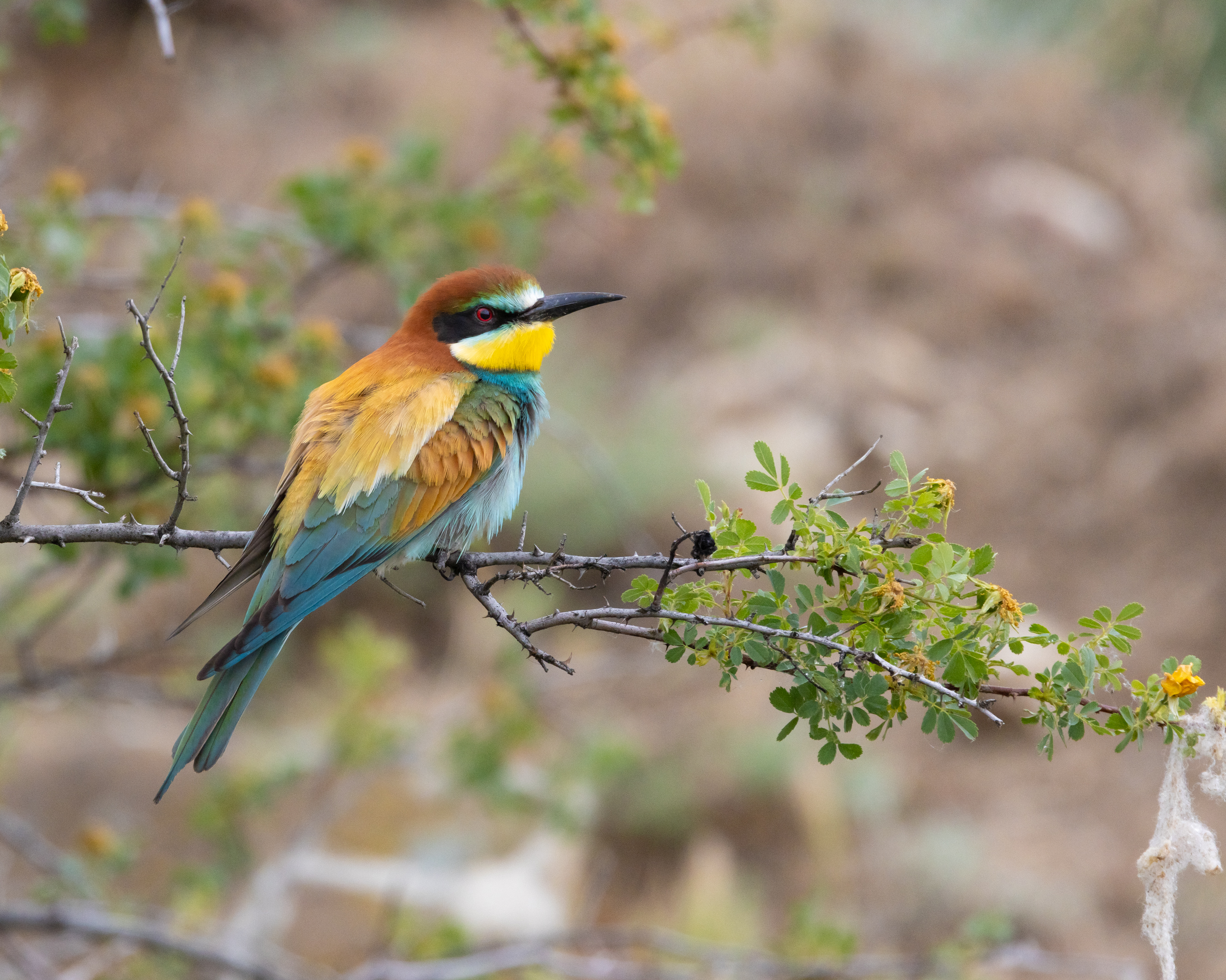 European Bee-eater