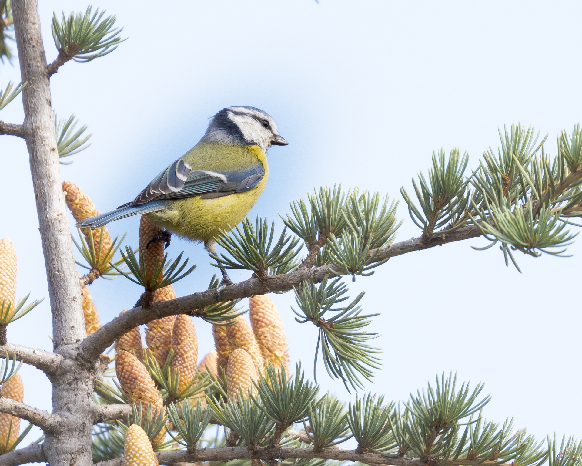 Eurasian Blue Tit — Ana fotoğraf