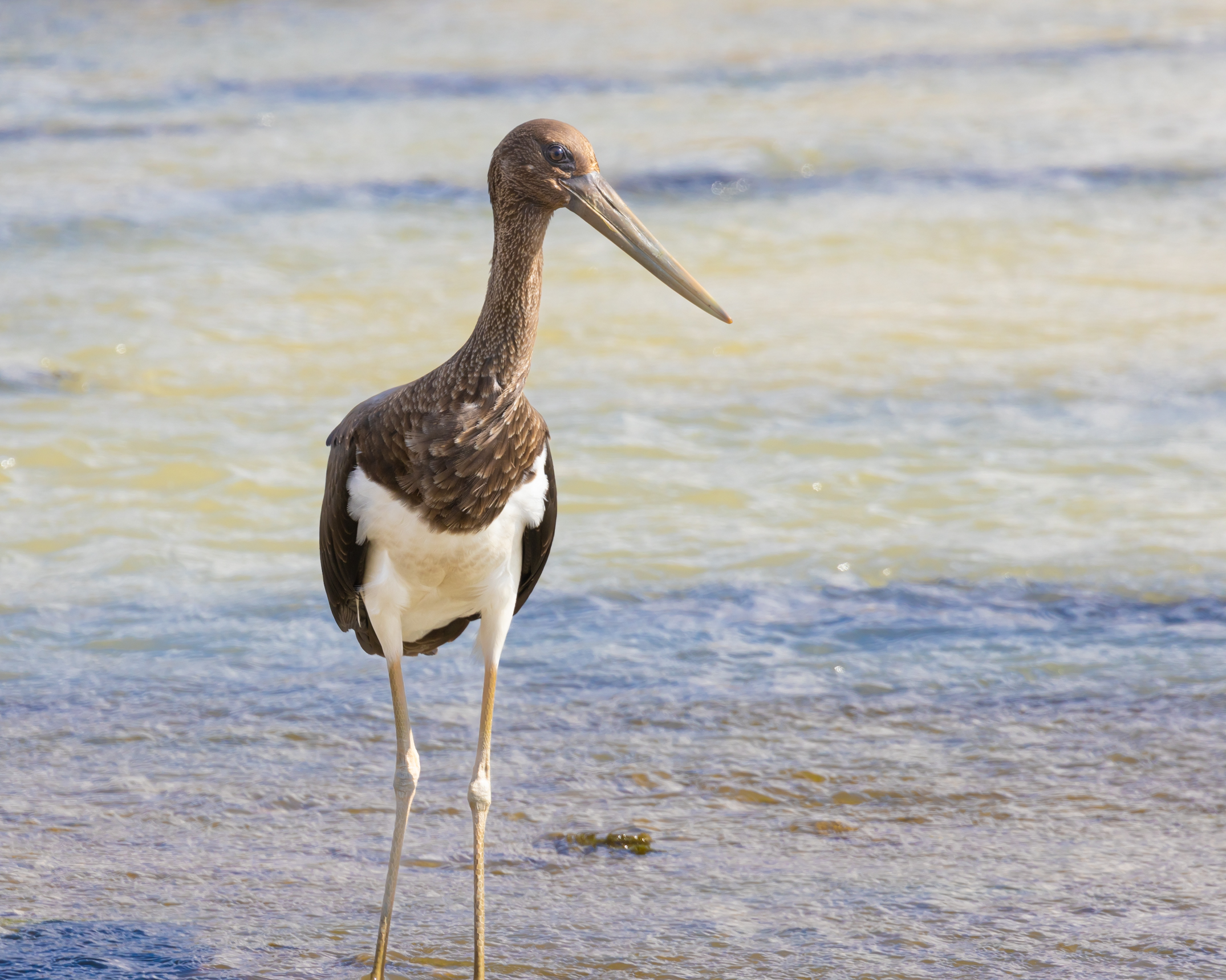 Black Stork