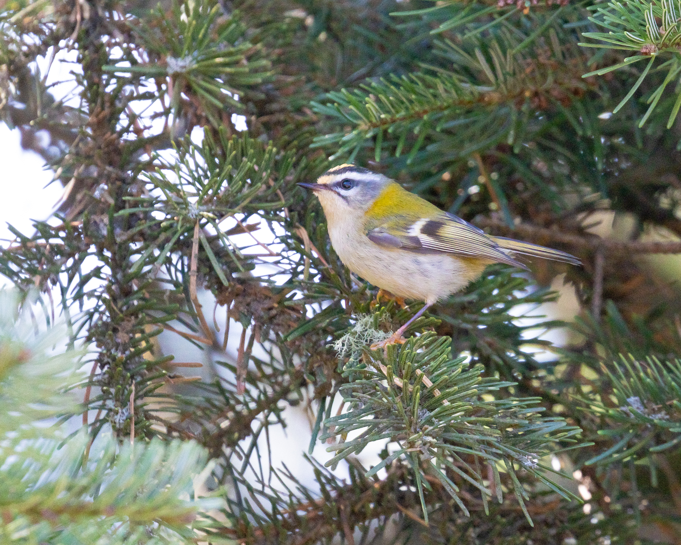 Common Firecrest