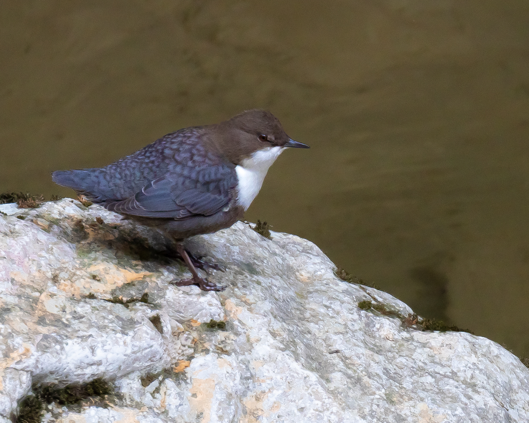 White-throated Dipper