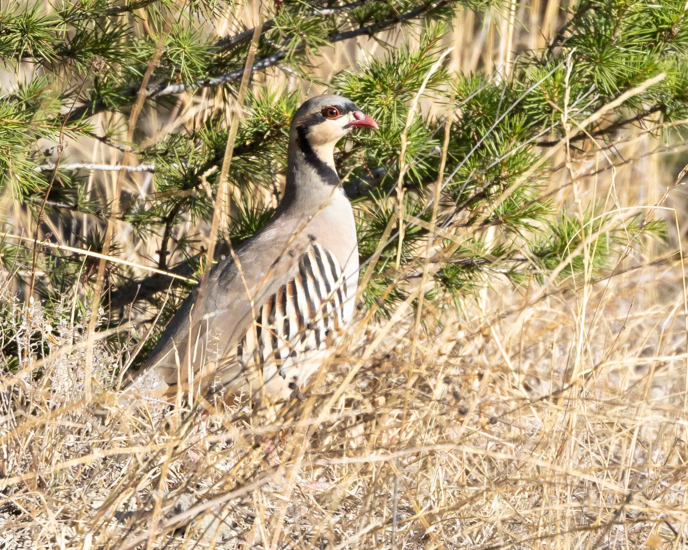 Chukar