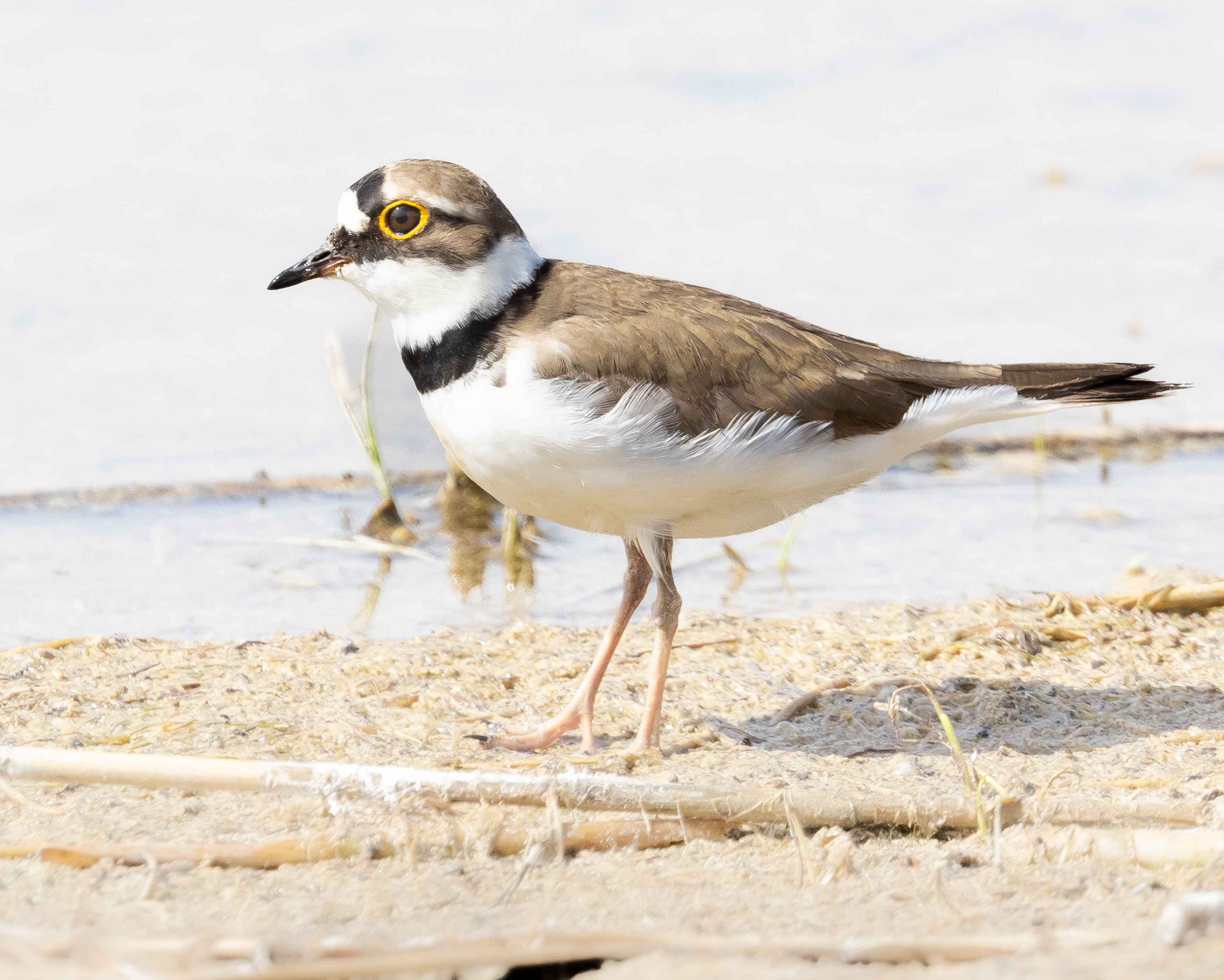 Little Ringed Plover