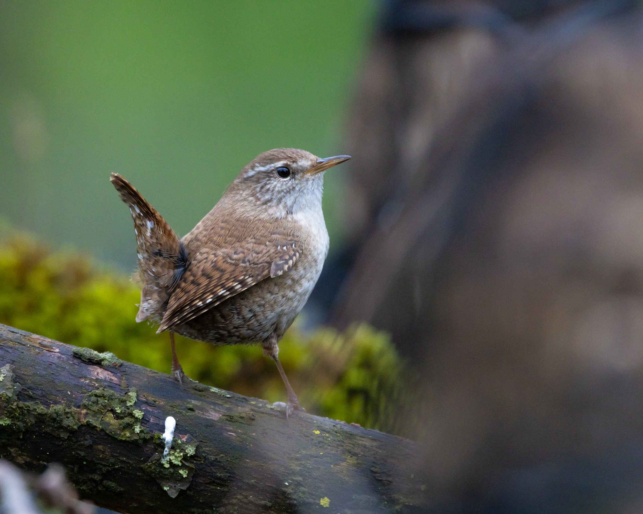 Eurasian Wren