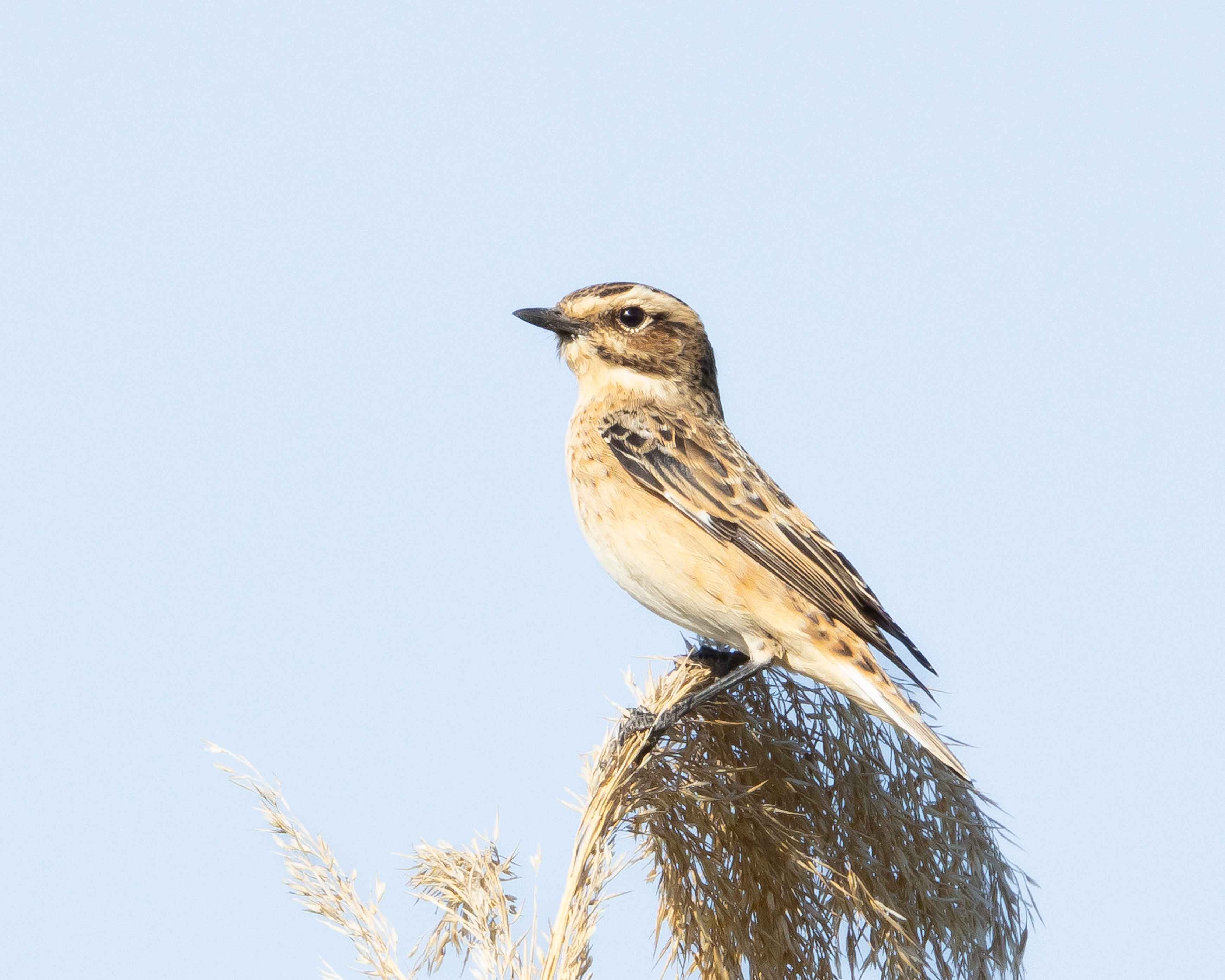 Whinchat