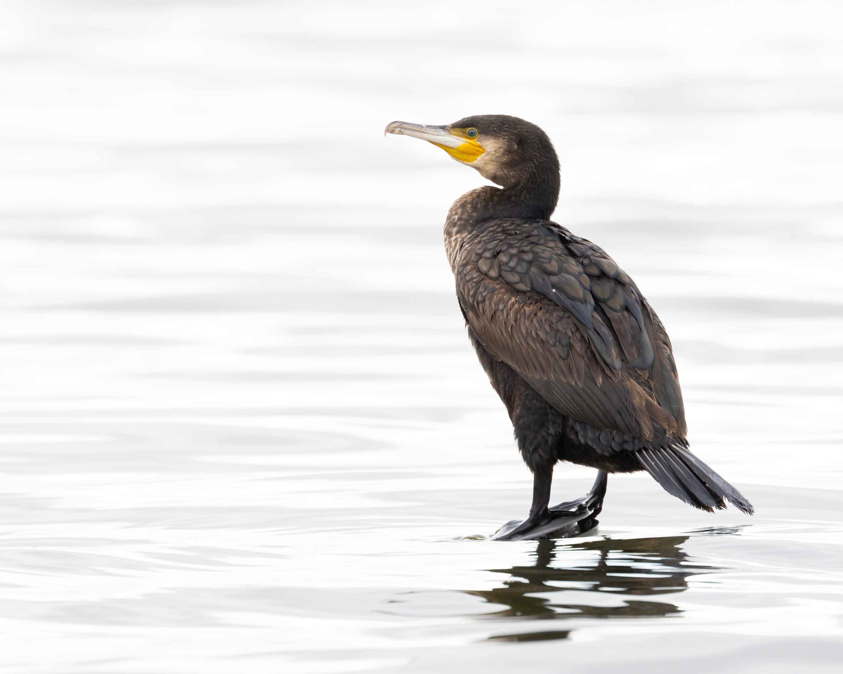 Great Cormorant
