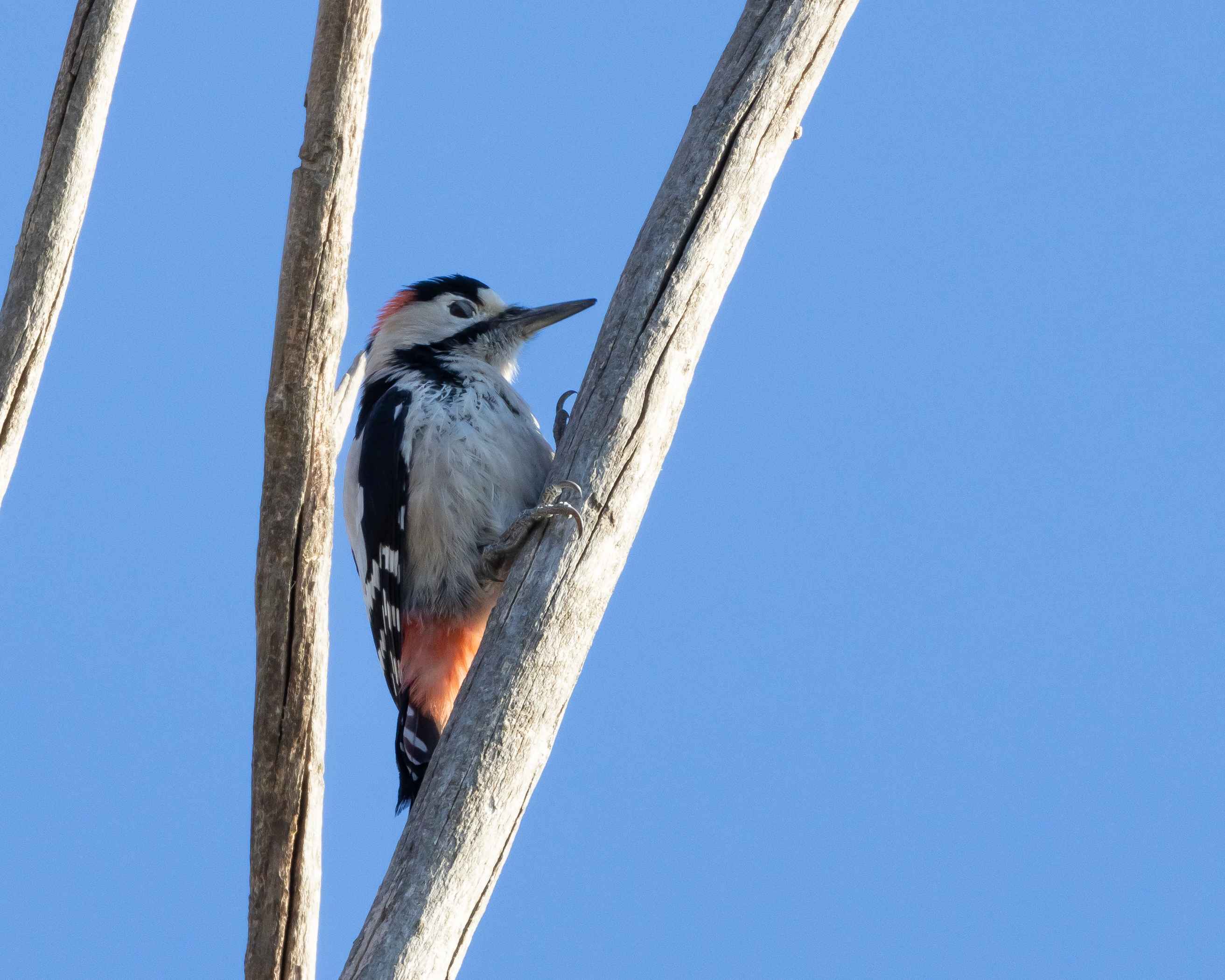 Syrian Woodpecker