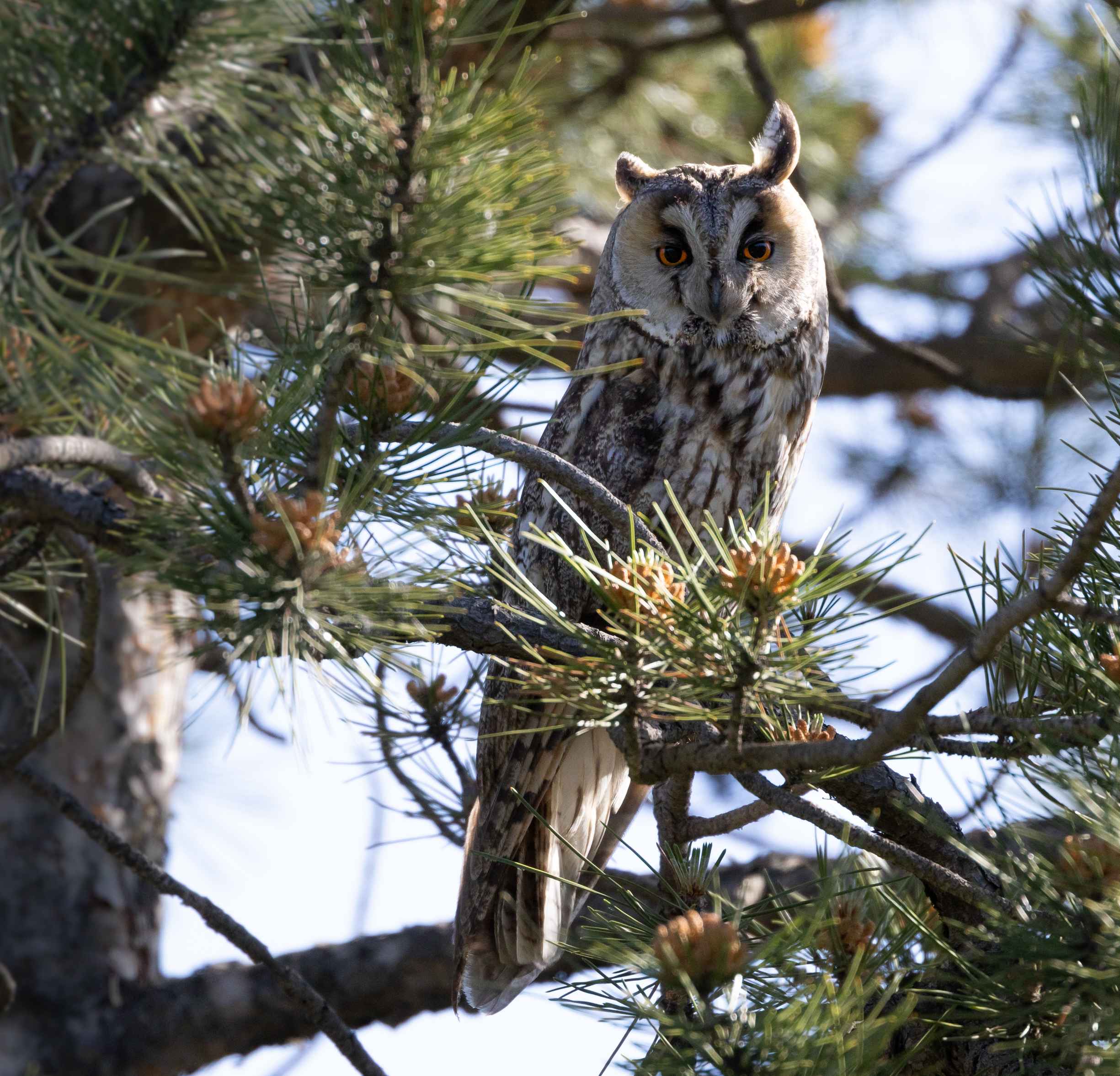 Long-eared Owl