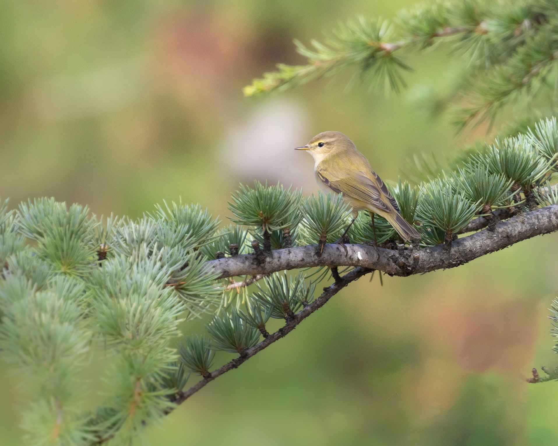 Willow Warbler