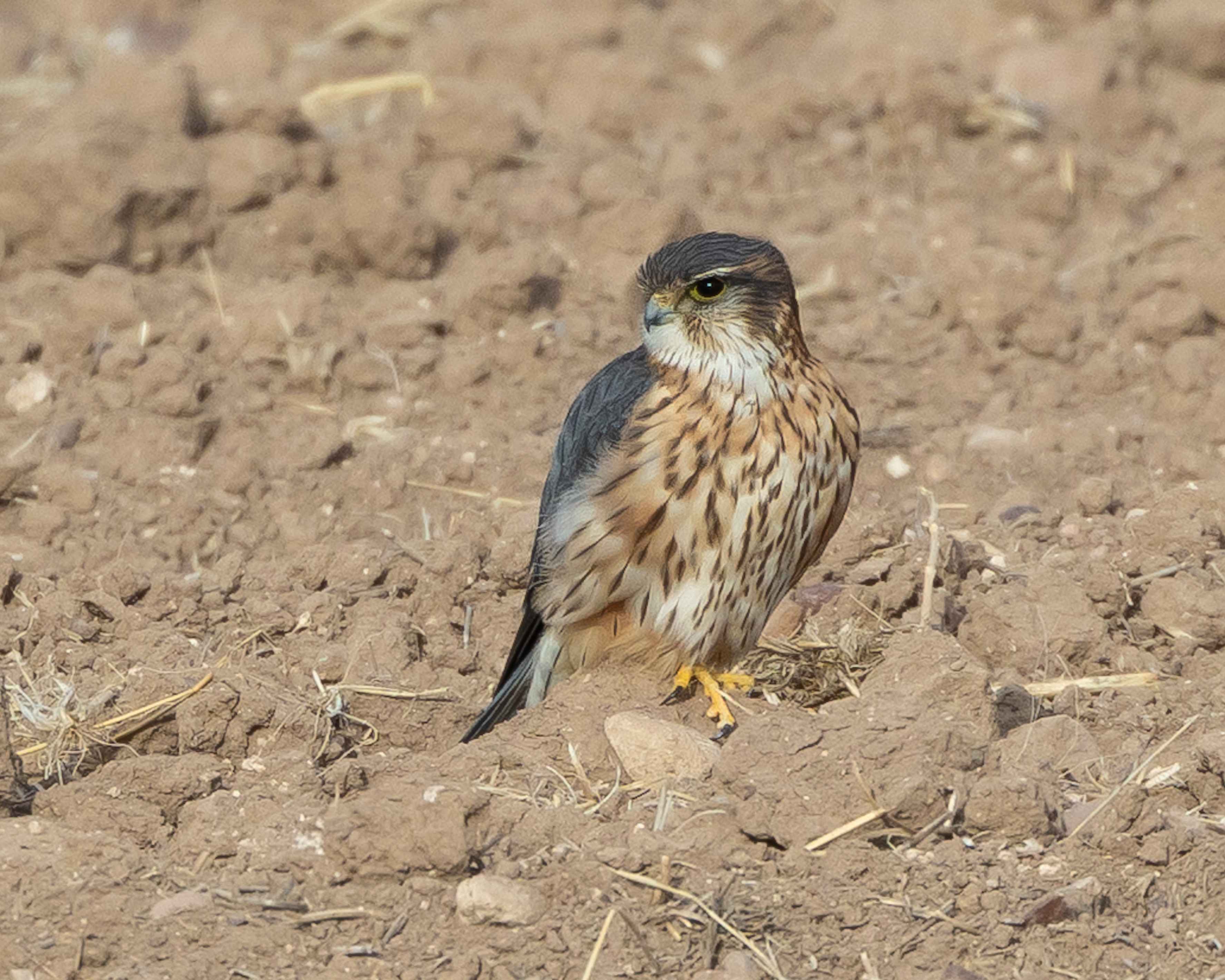 Merlin