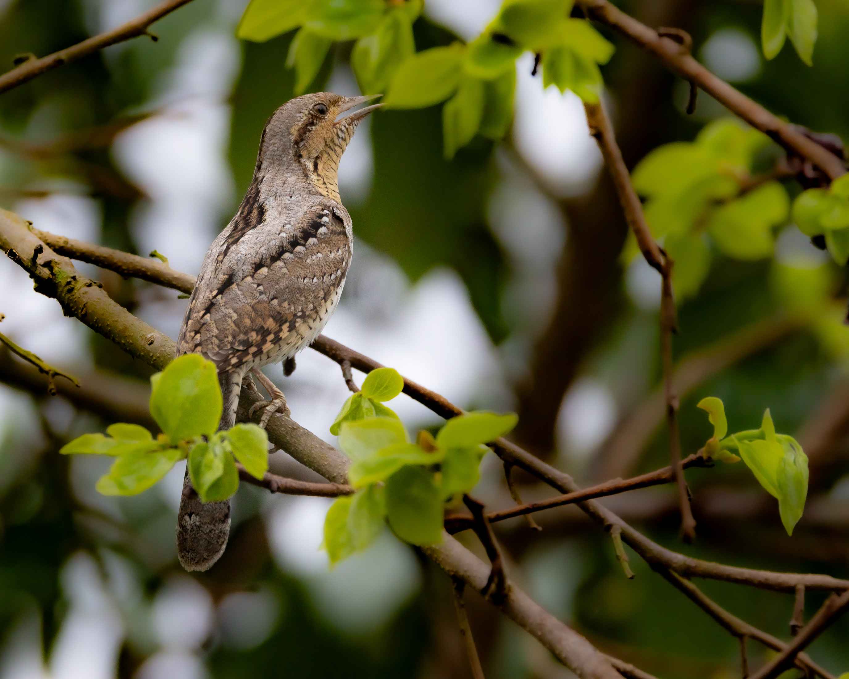 Eurasian Wryneck