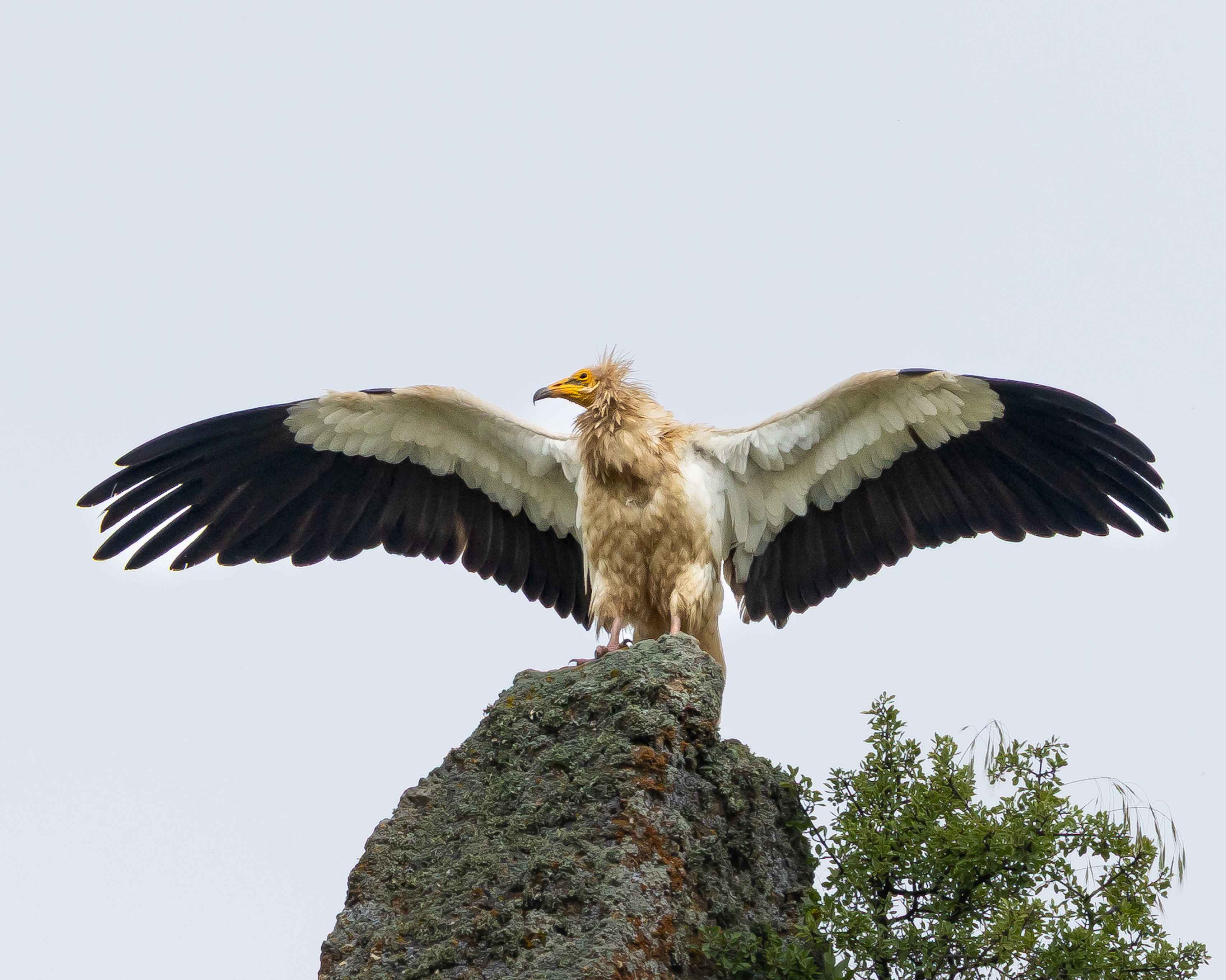 Egyptian Vulture