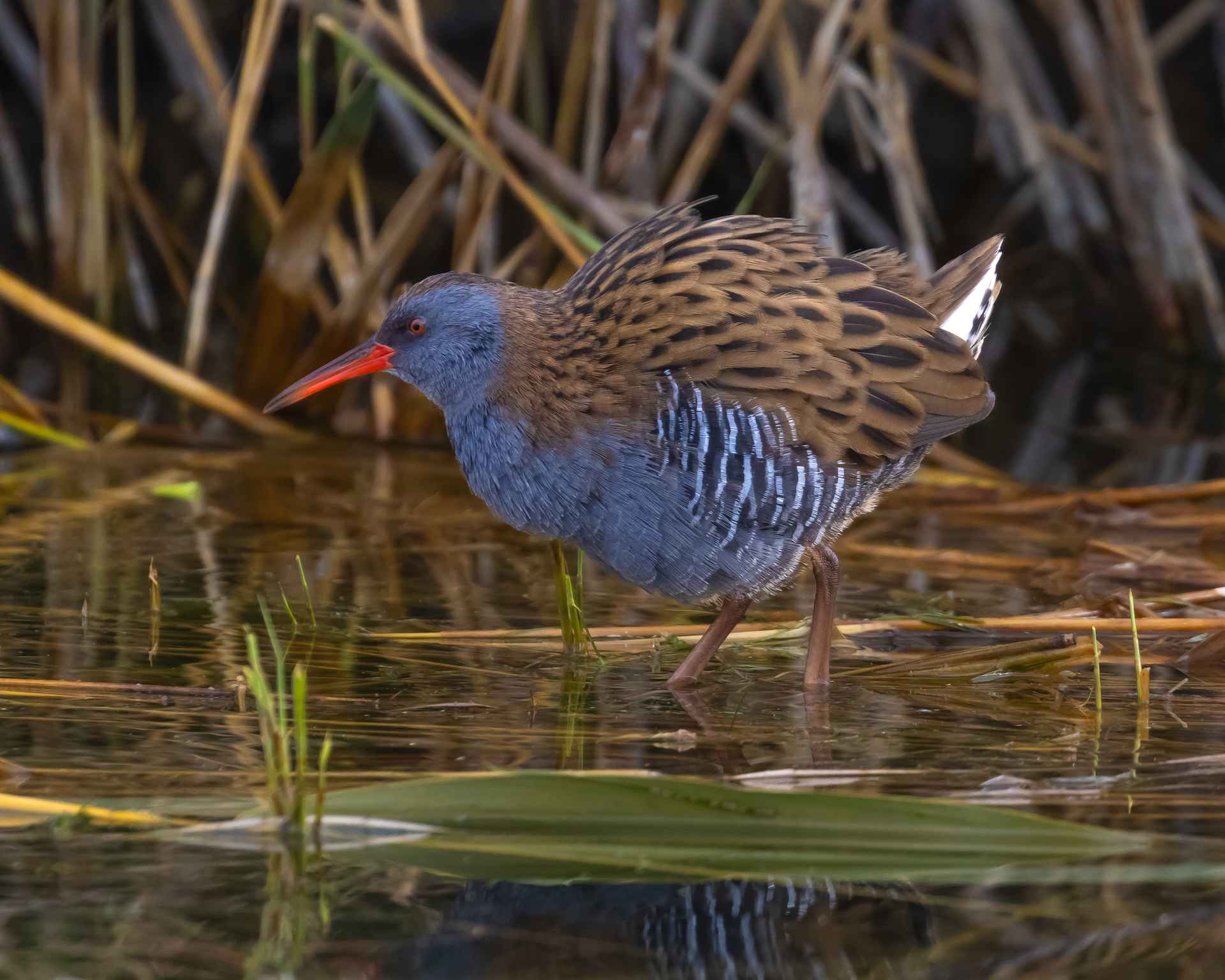 Water Rail
