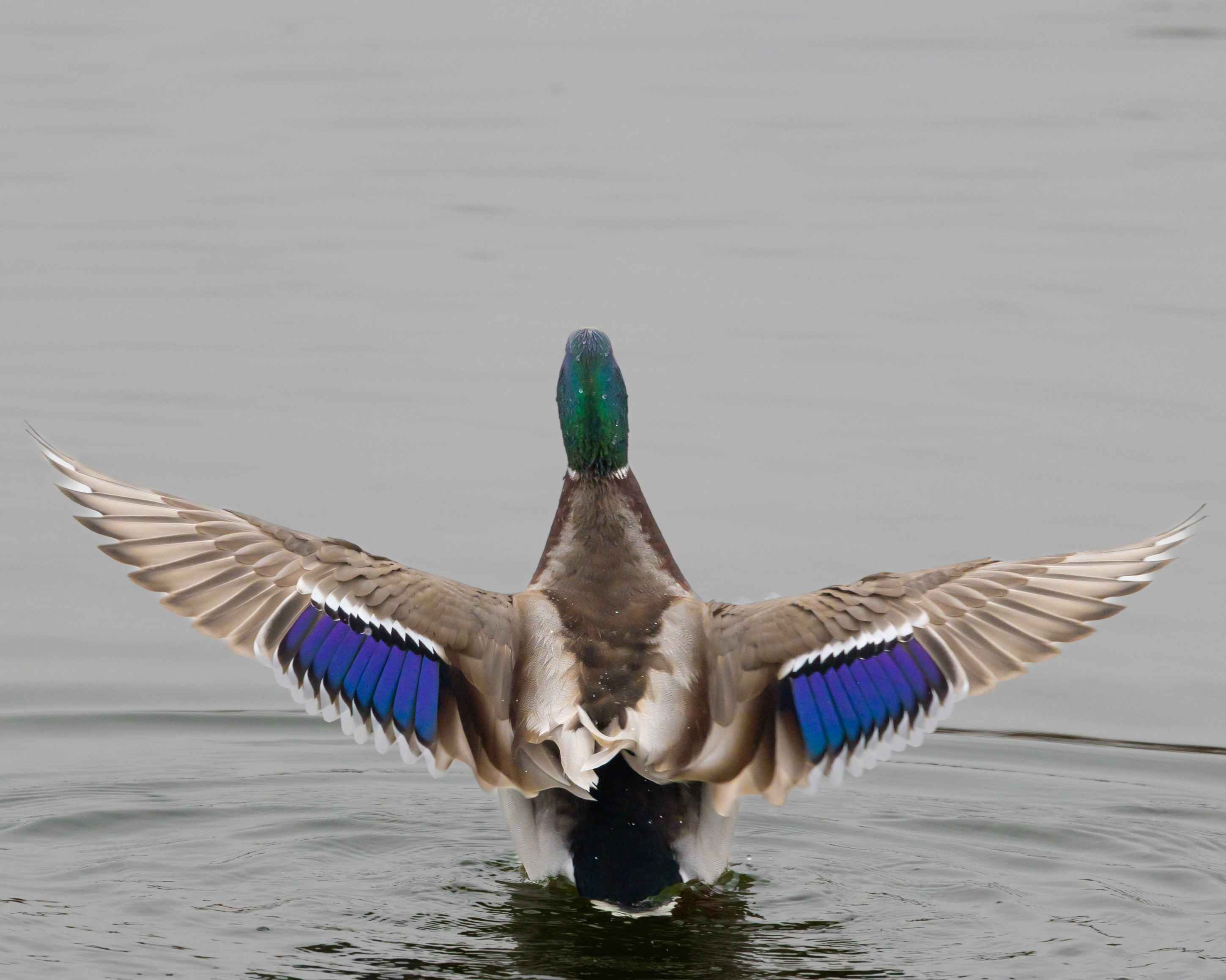 Mallard