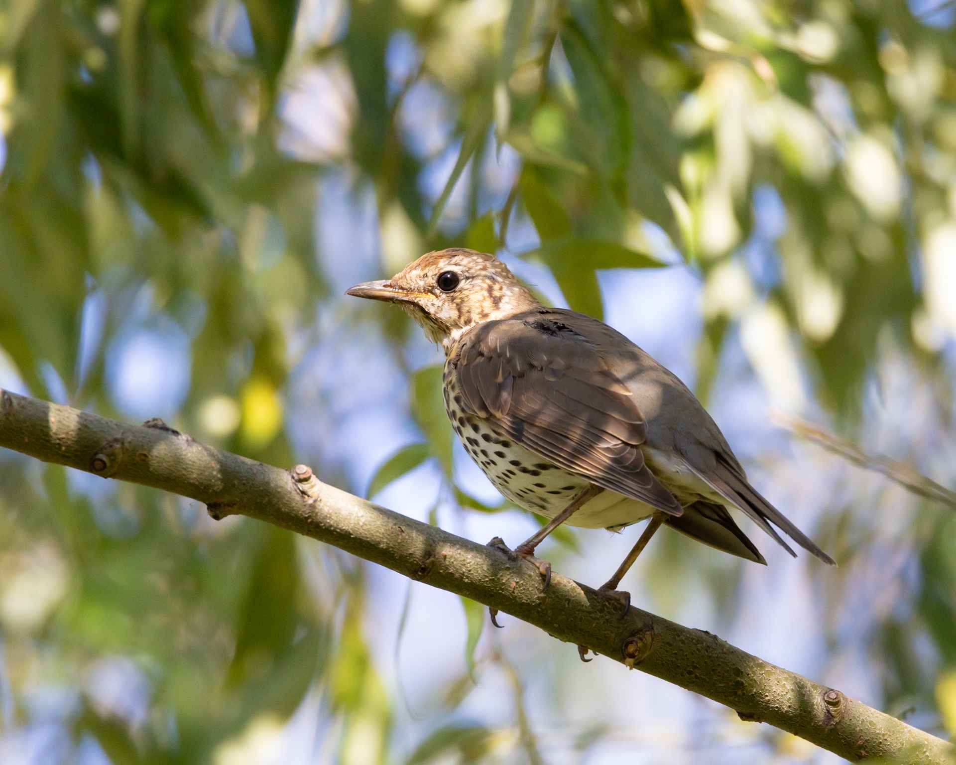 Song Thrush