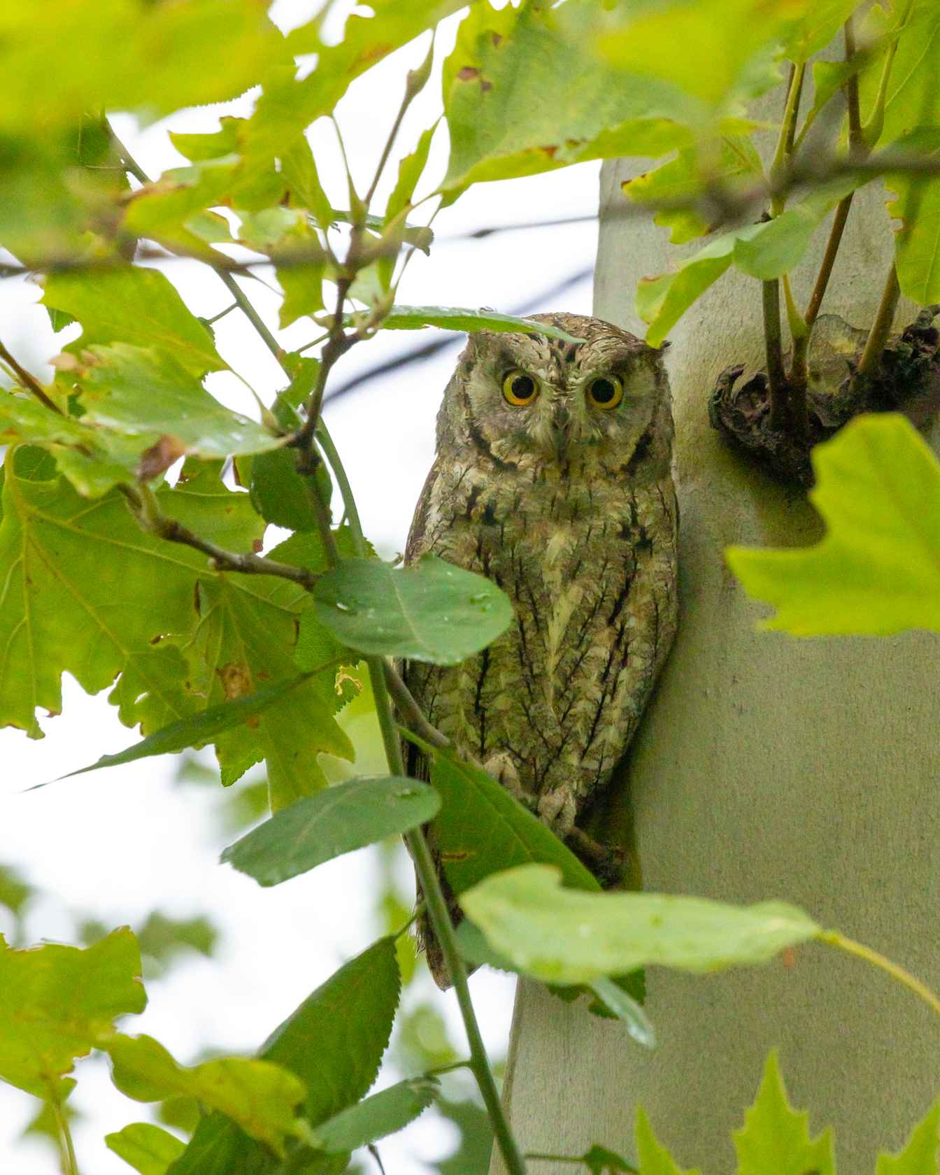 Eurasian Scops-Owl