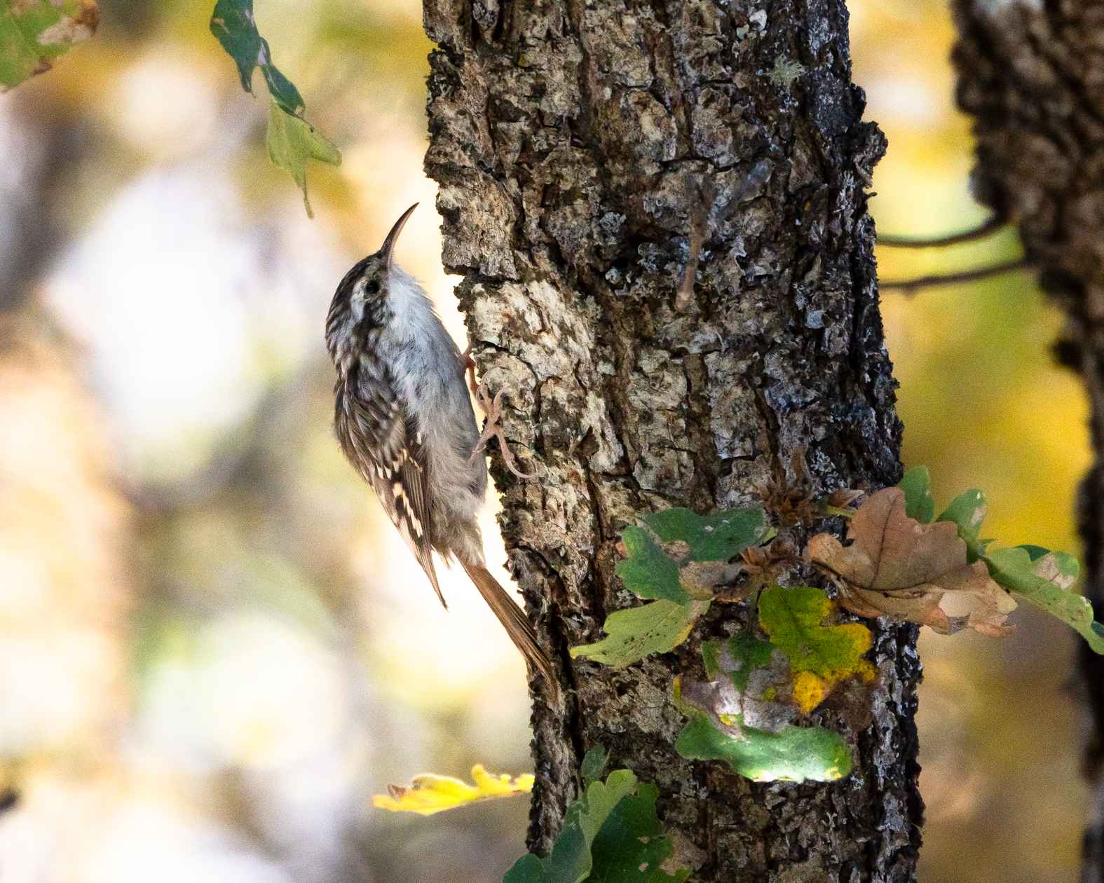 Short-toed Treecreeper