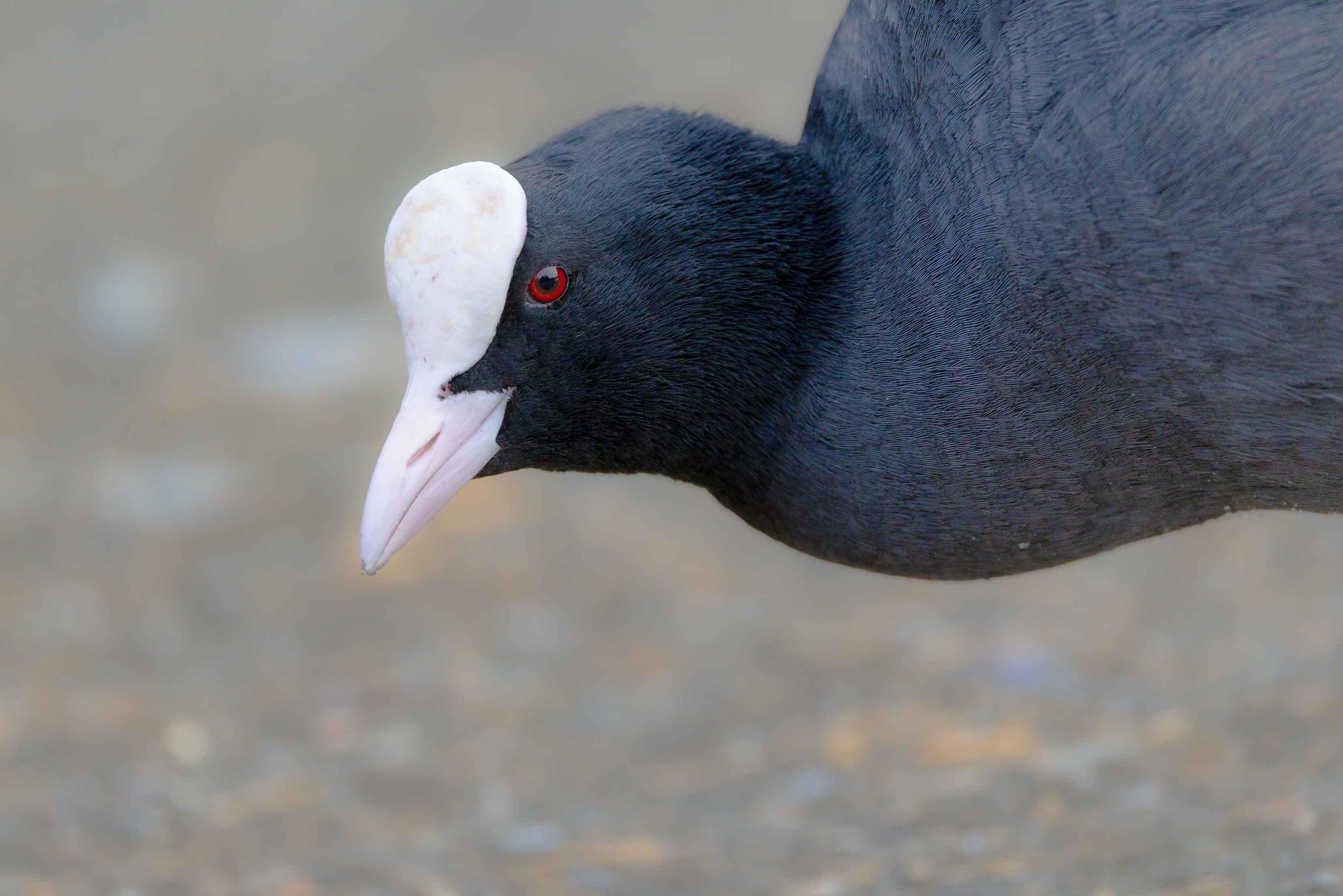 Eurasian Coot