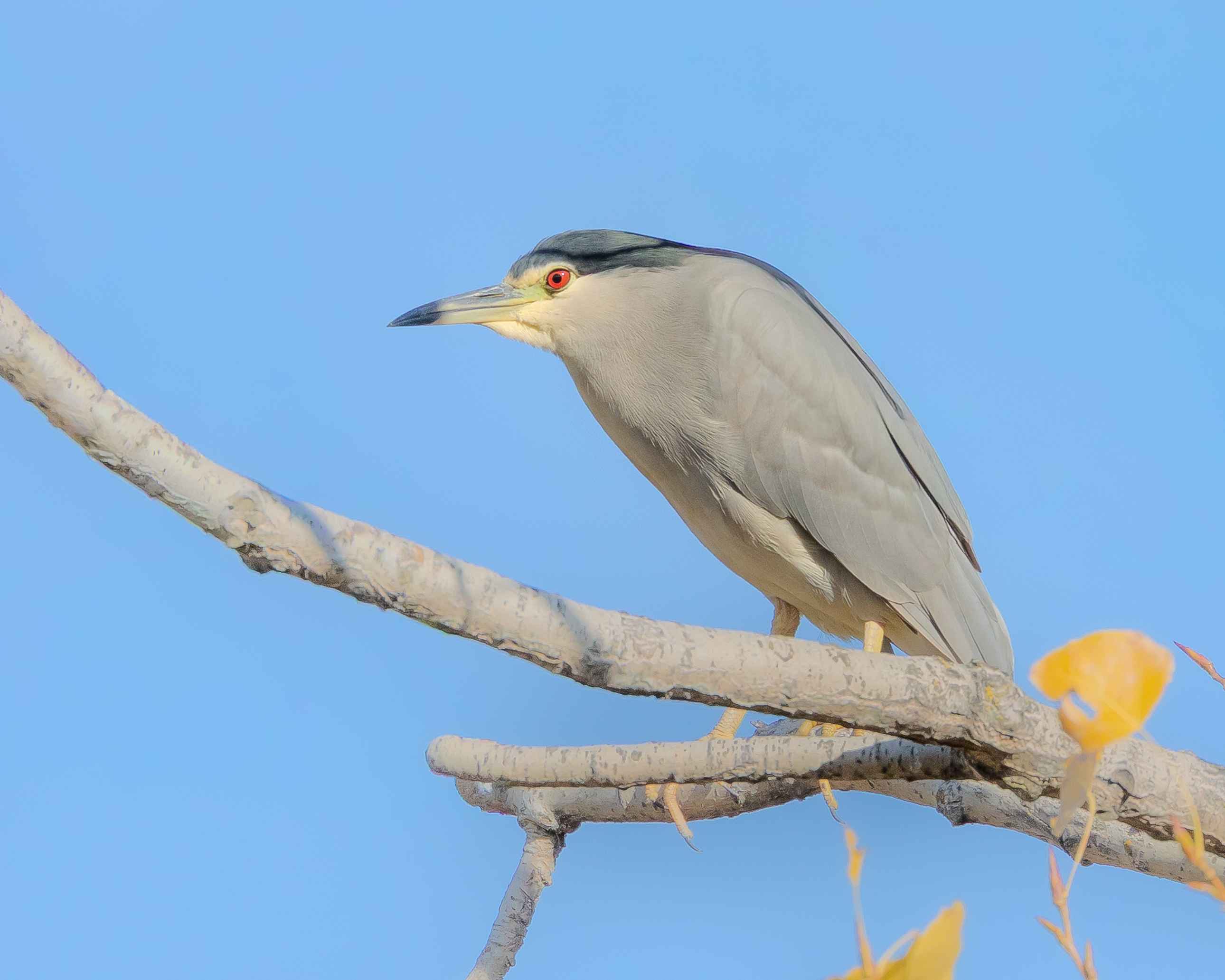 Black-crowned Night-Heron