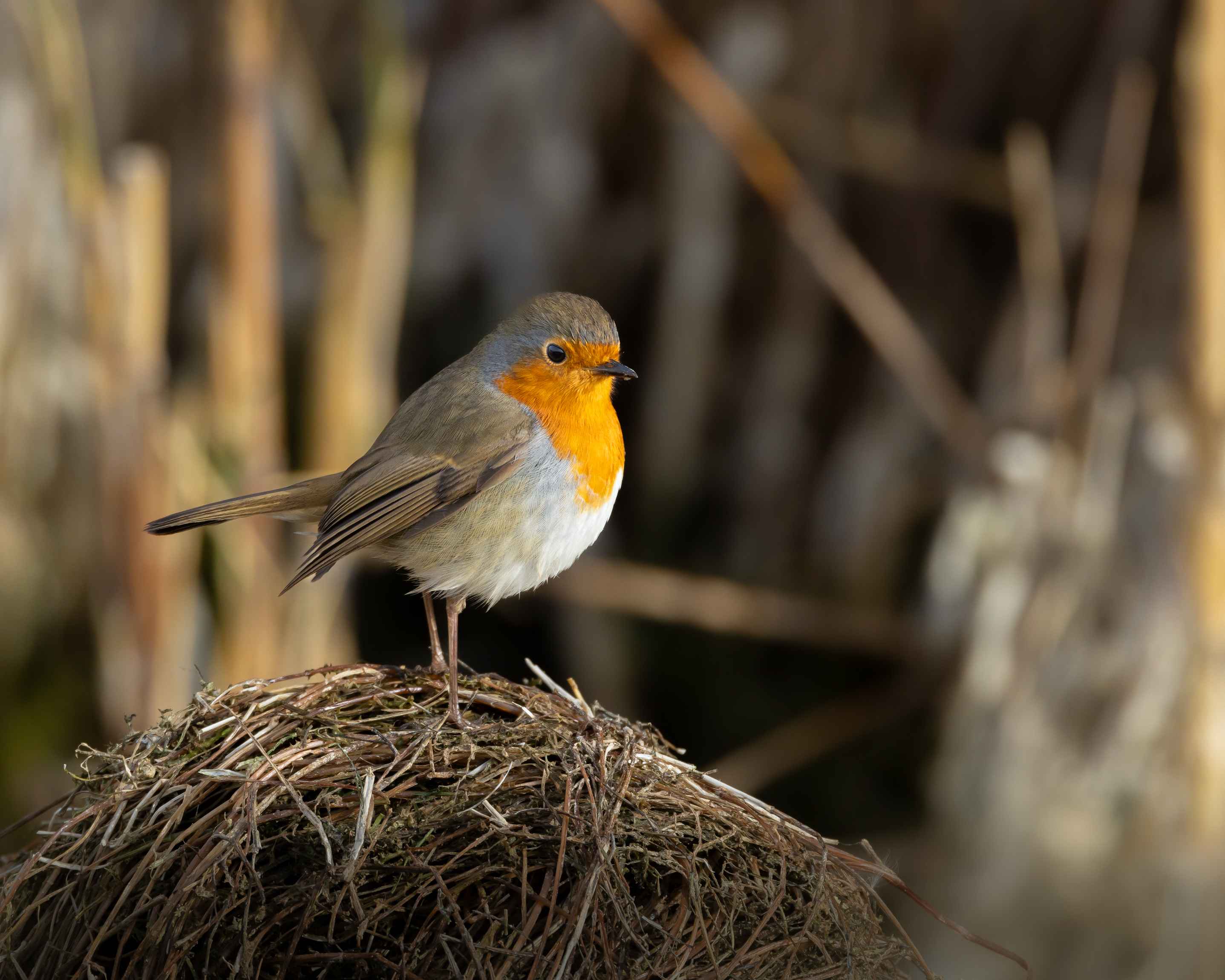 European Robin