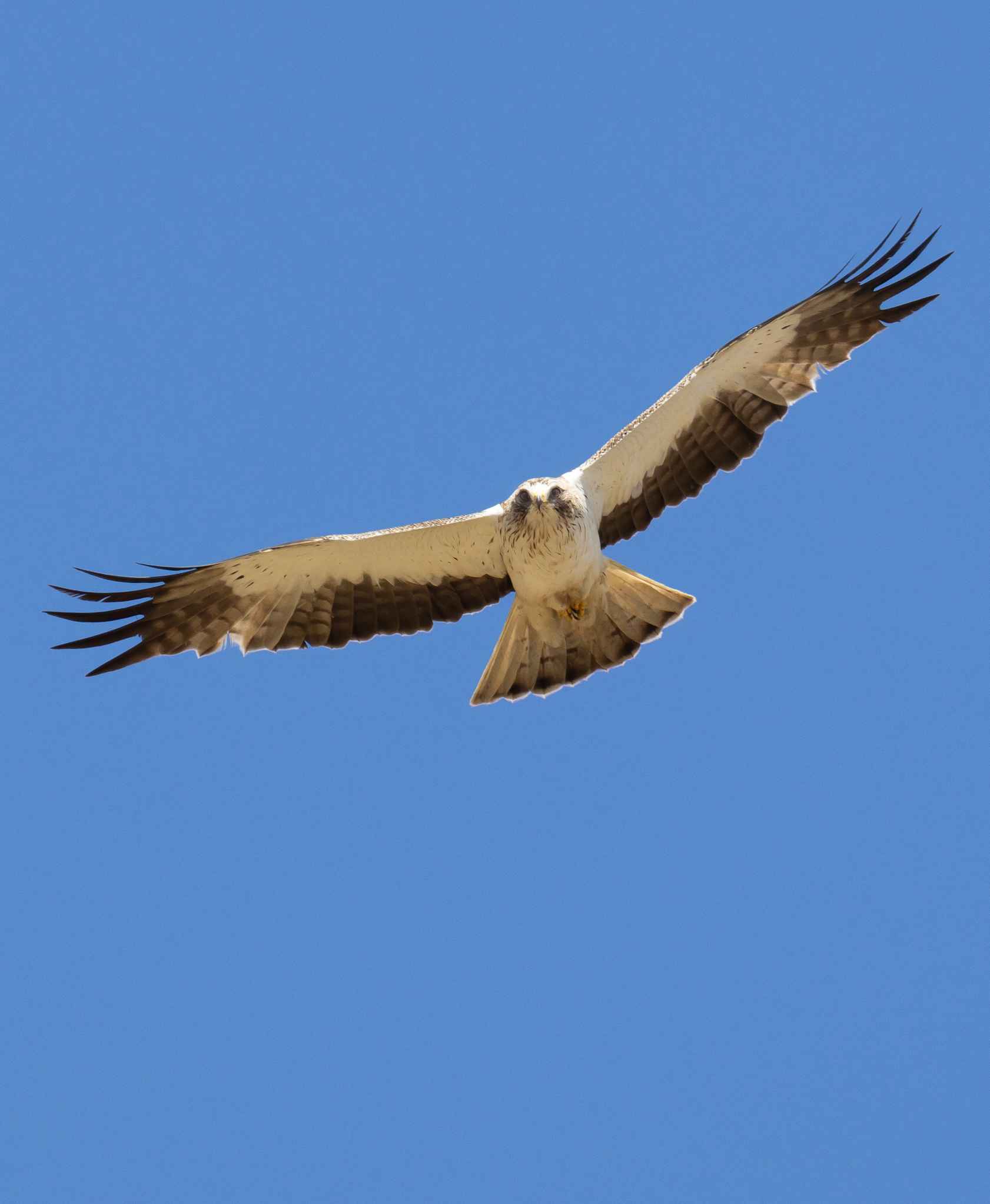 Booted Eagle