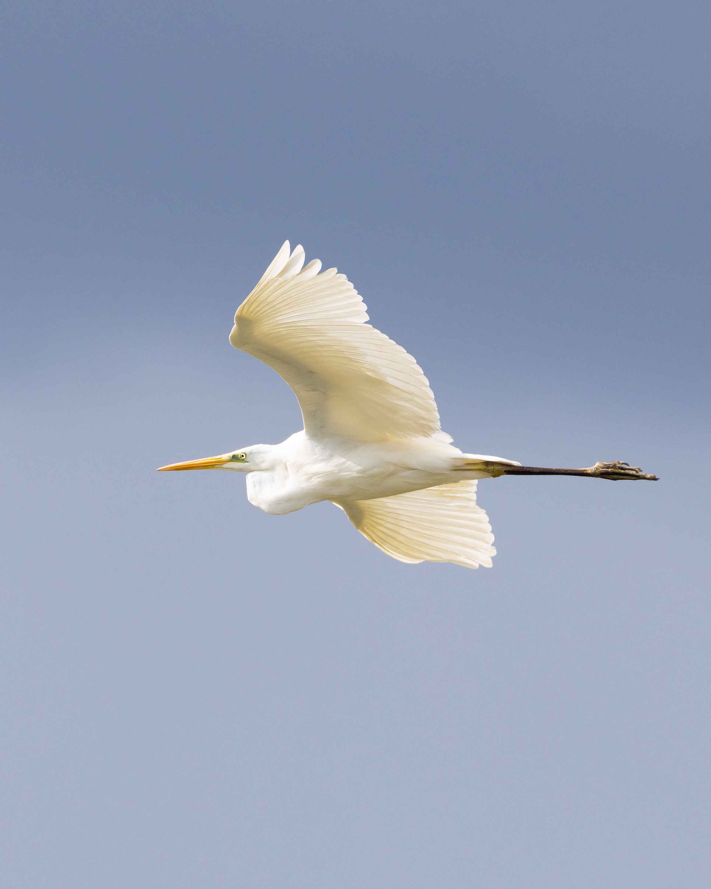 Great Egret
