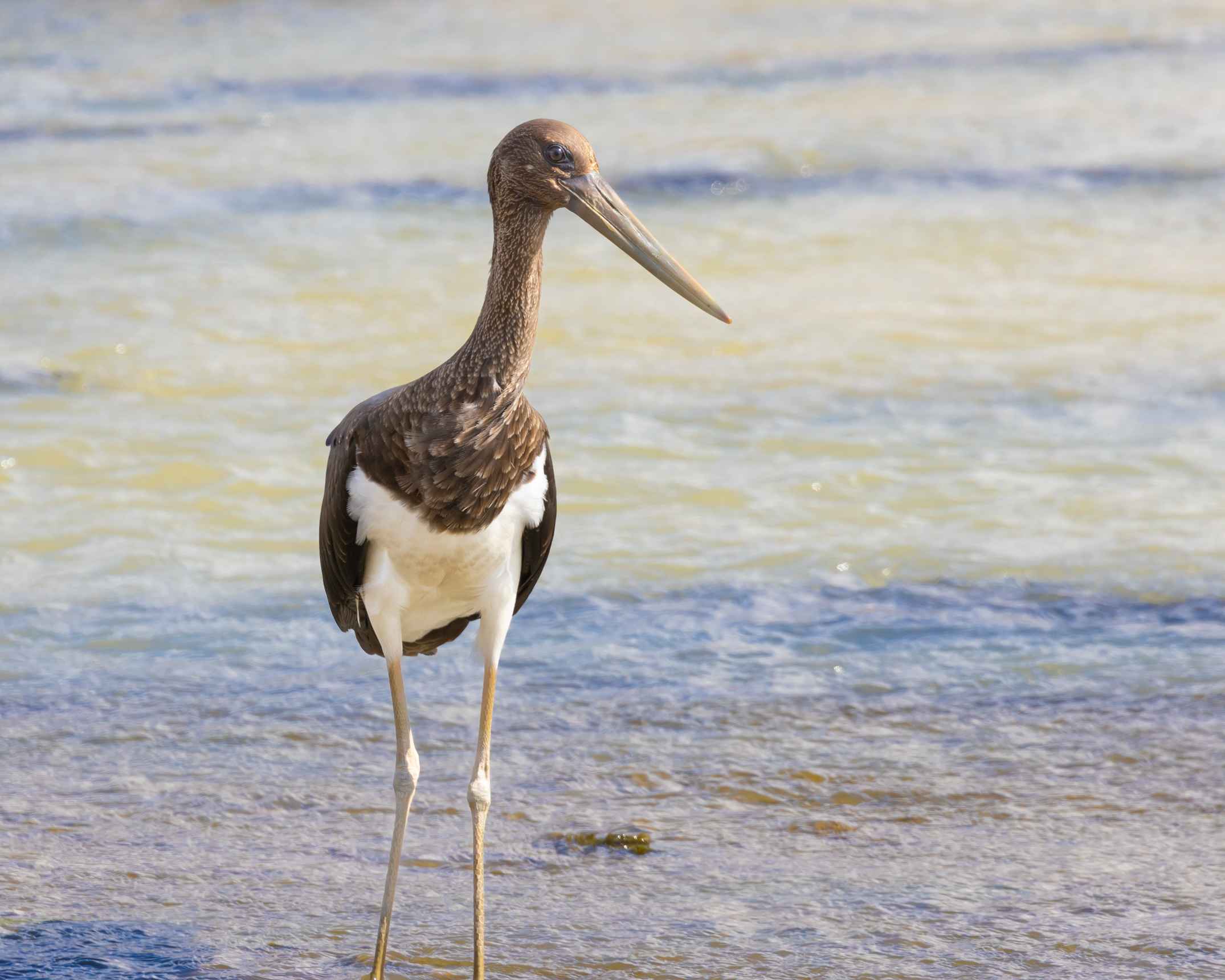 Black Stork