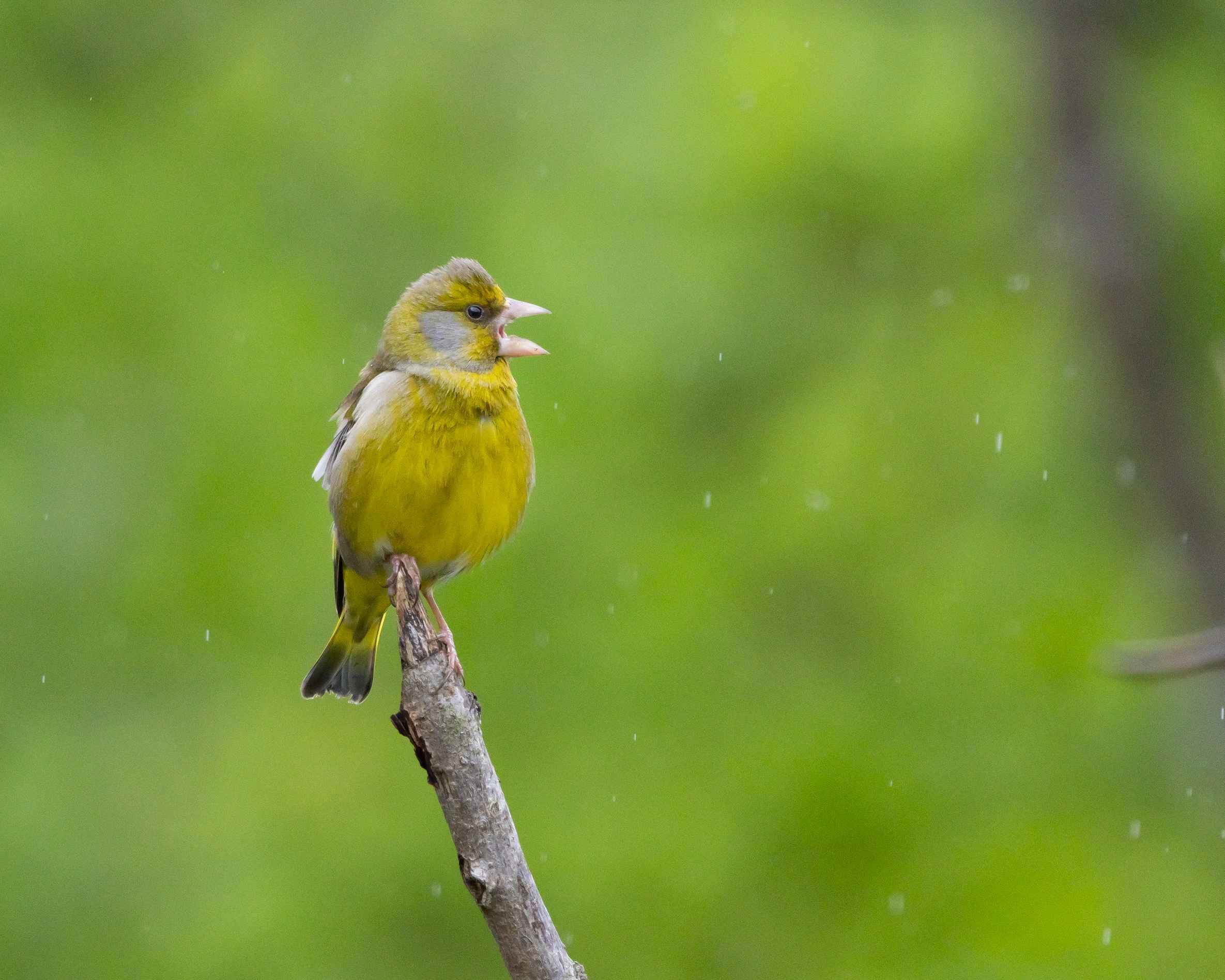 European Greenfinch