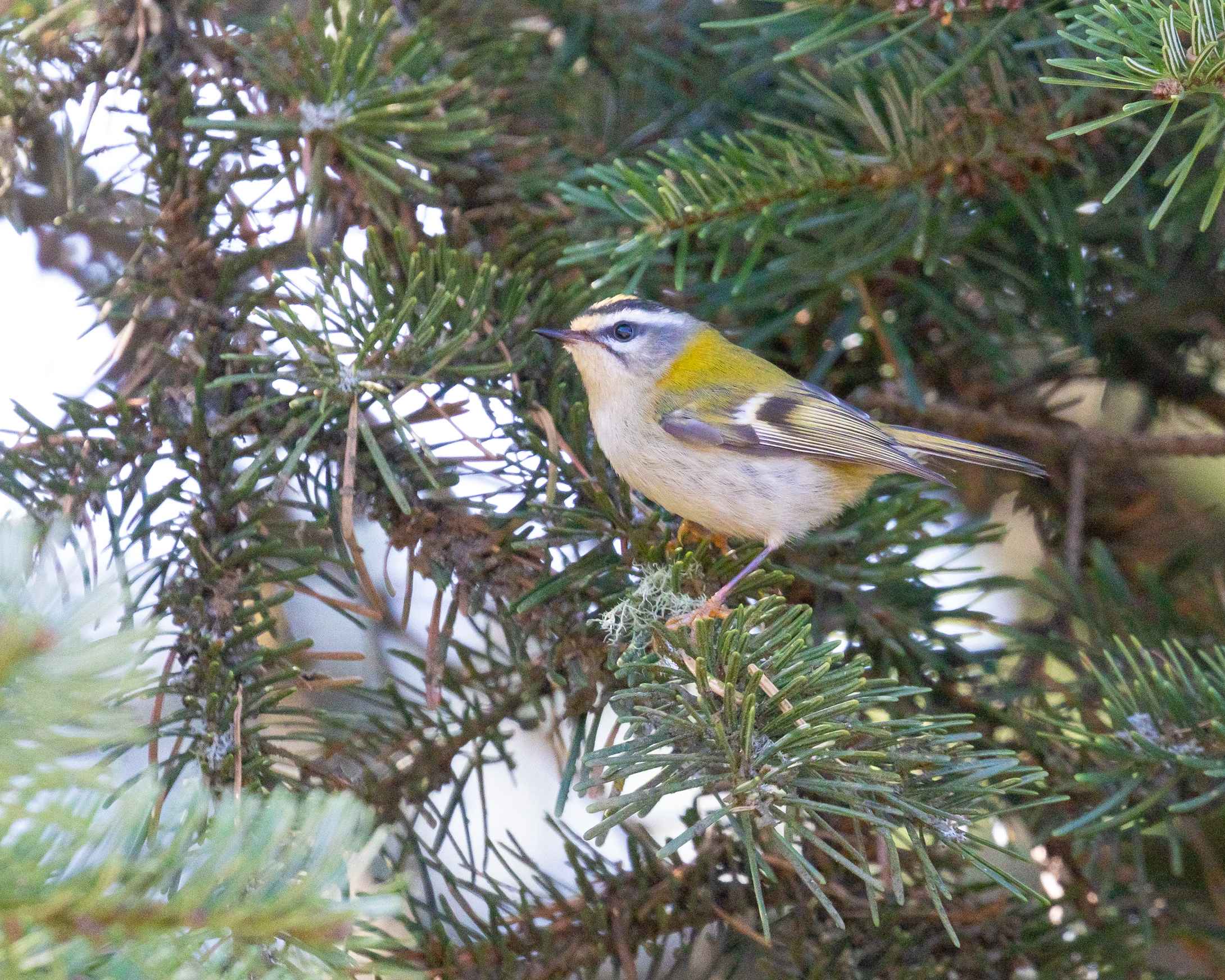 Common Firecrest