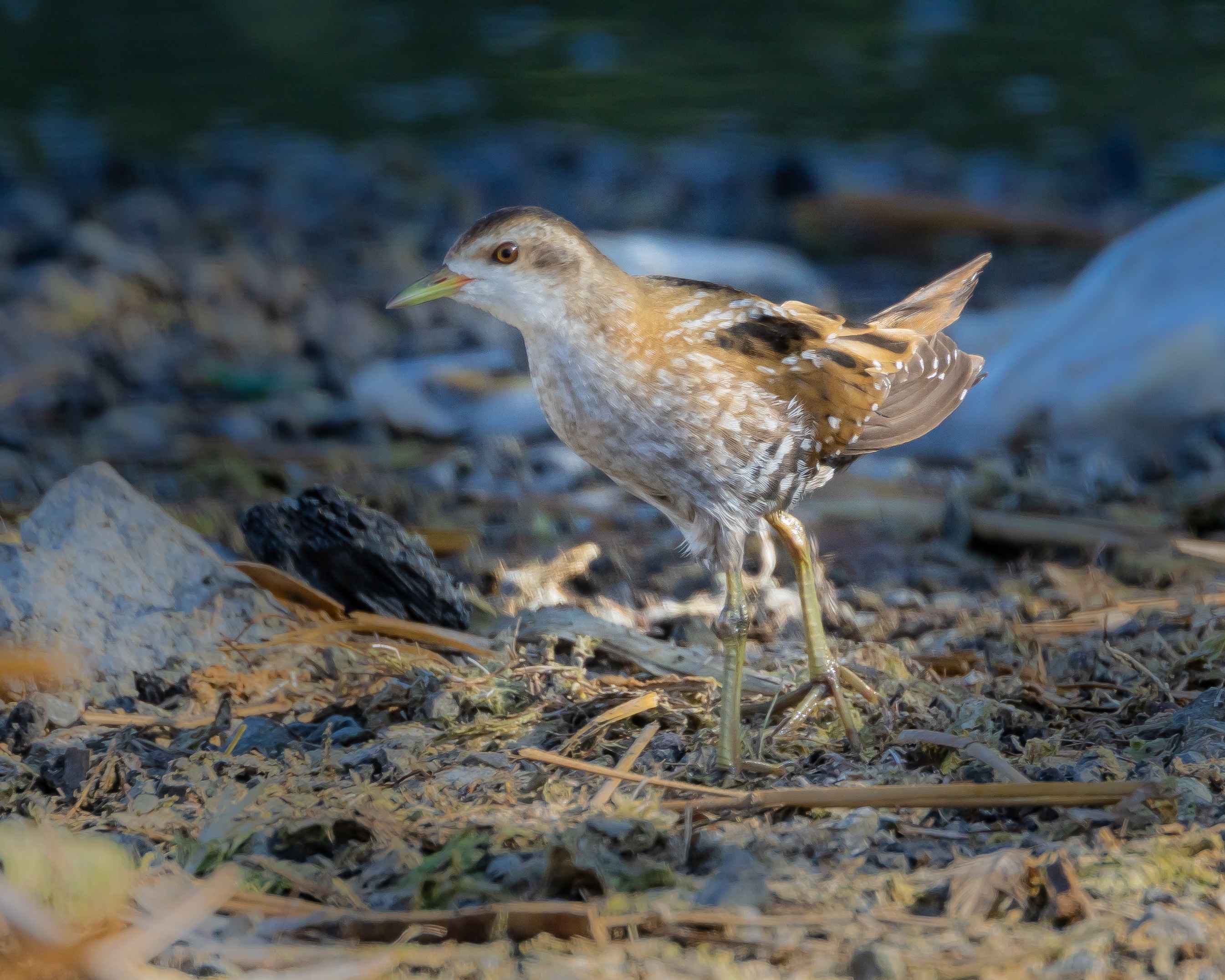 Little Crake